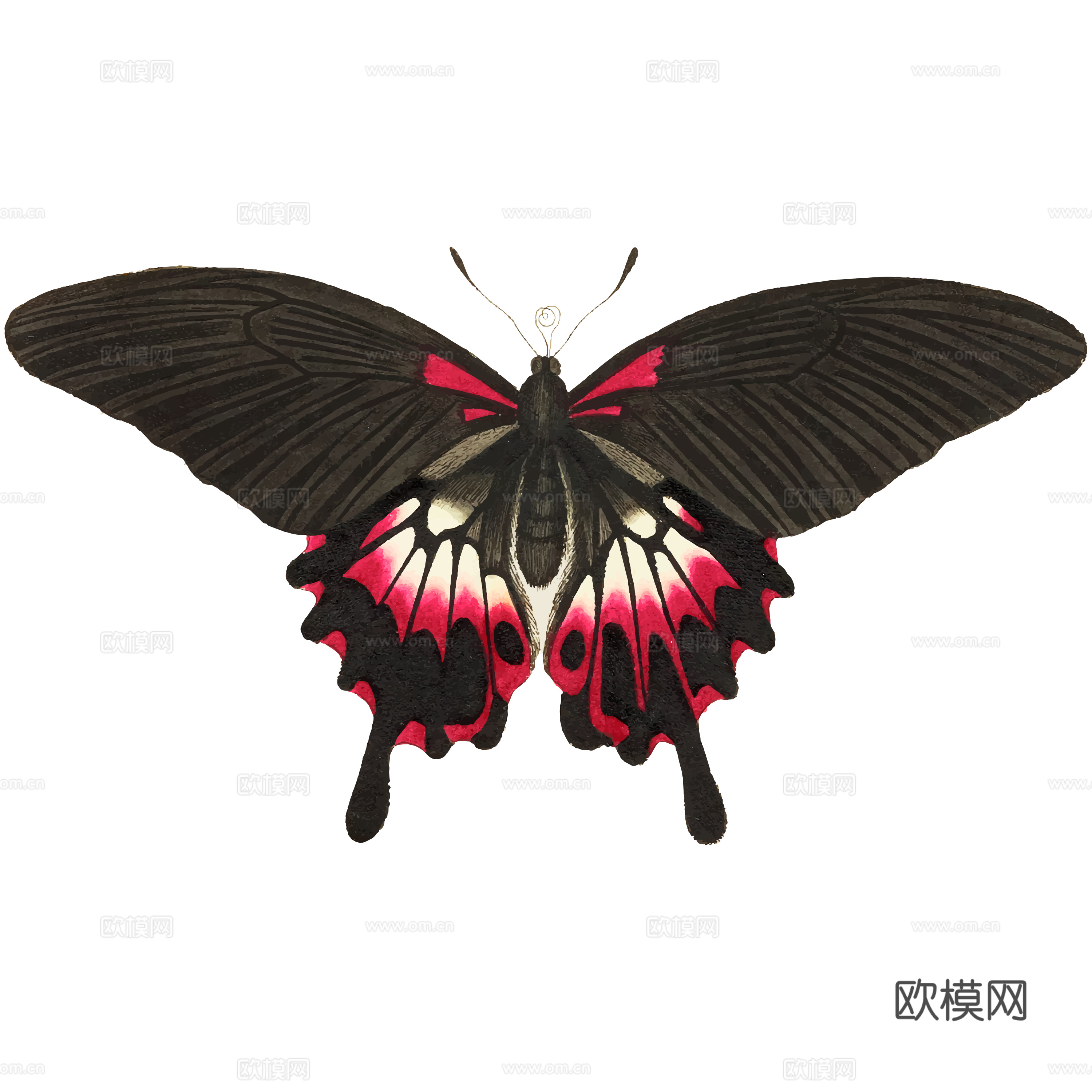 免抠 黑红色蝴蝶  展开