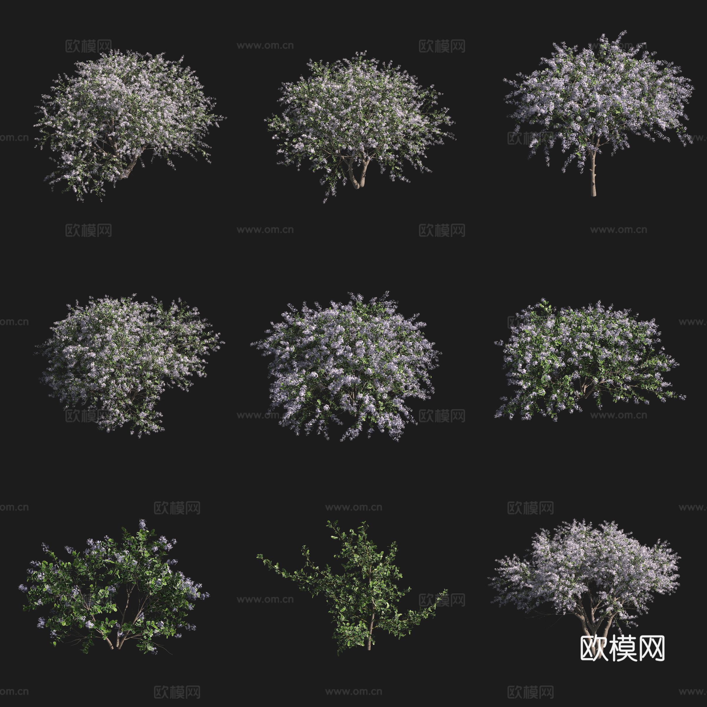 暗星加州丁香灌木花树草场植物3d模型