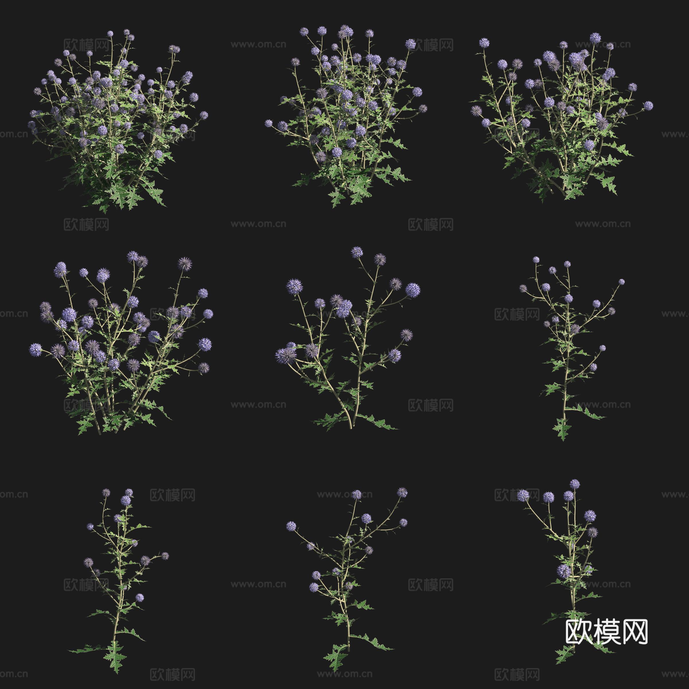 硬叶蓝刺头灌木花草草场植物3d模型