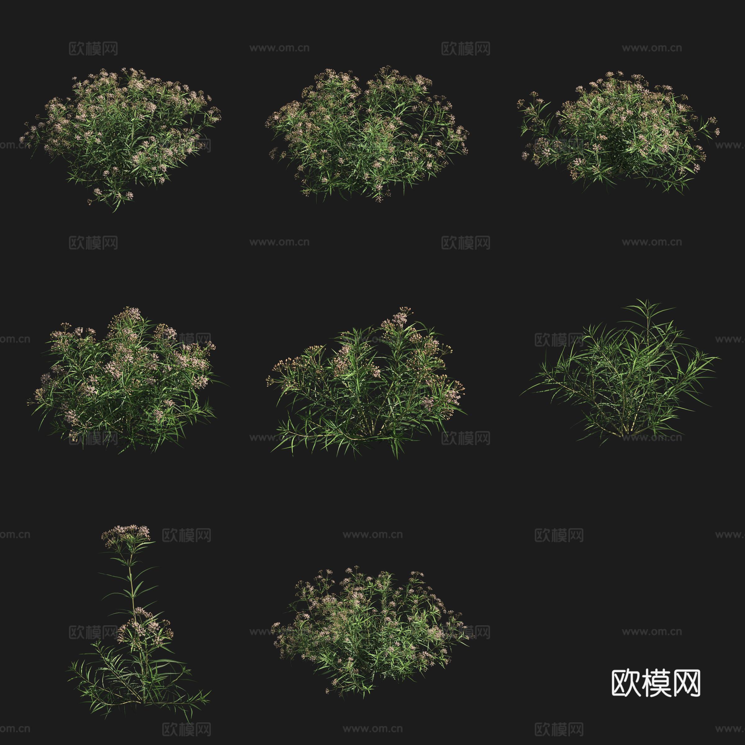 簇花马利筋灌木花草草场植物3d模型