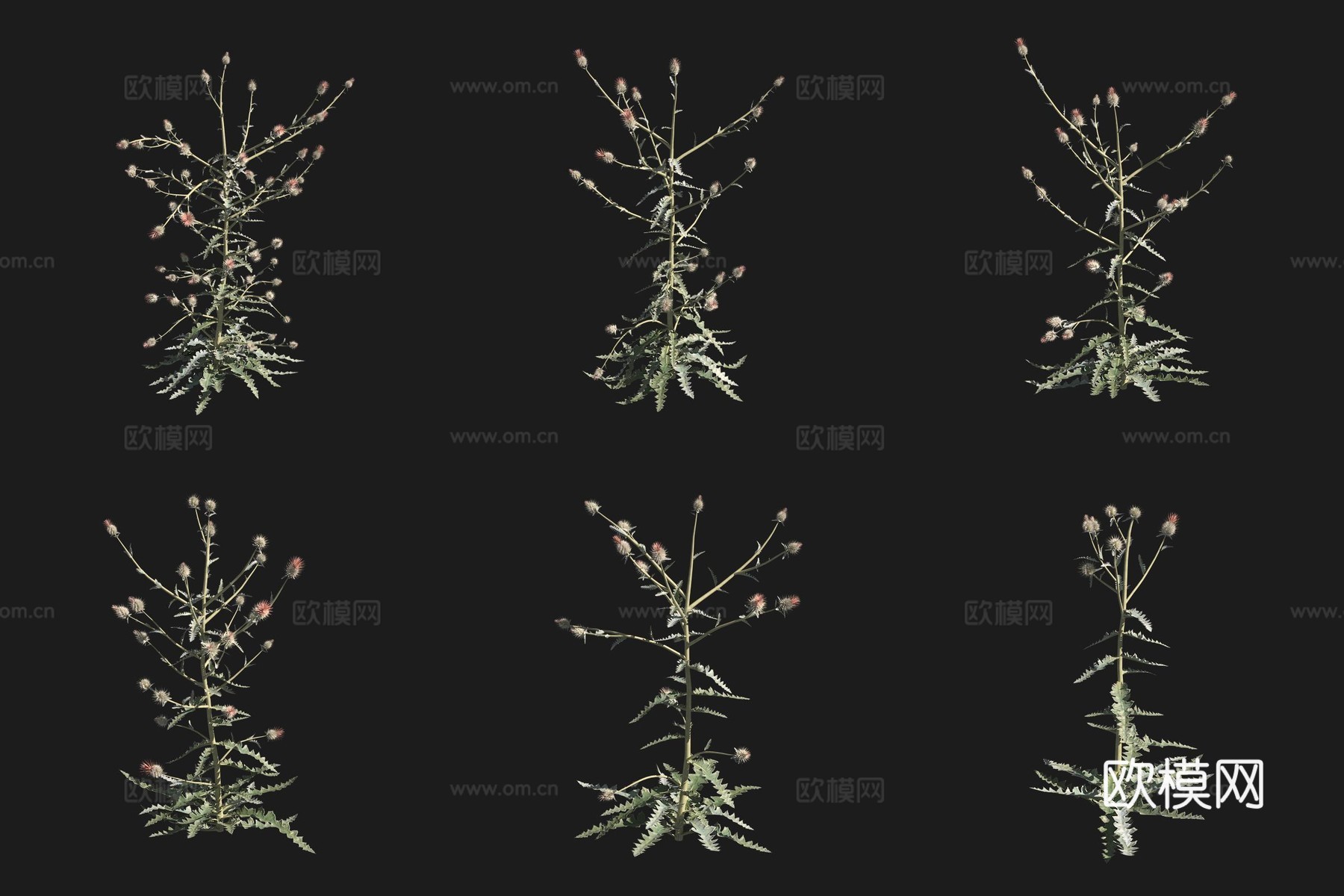 西方蓟花草草场植物3d模型