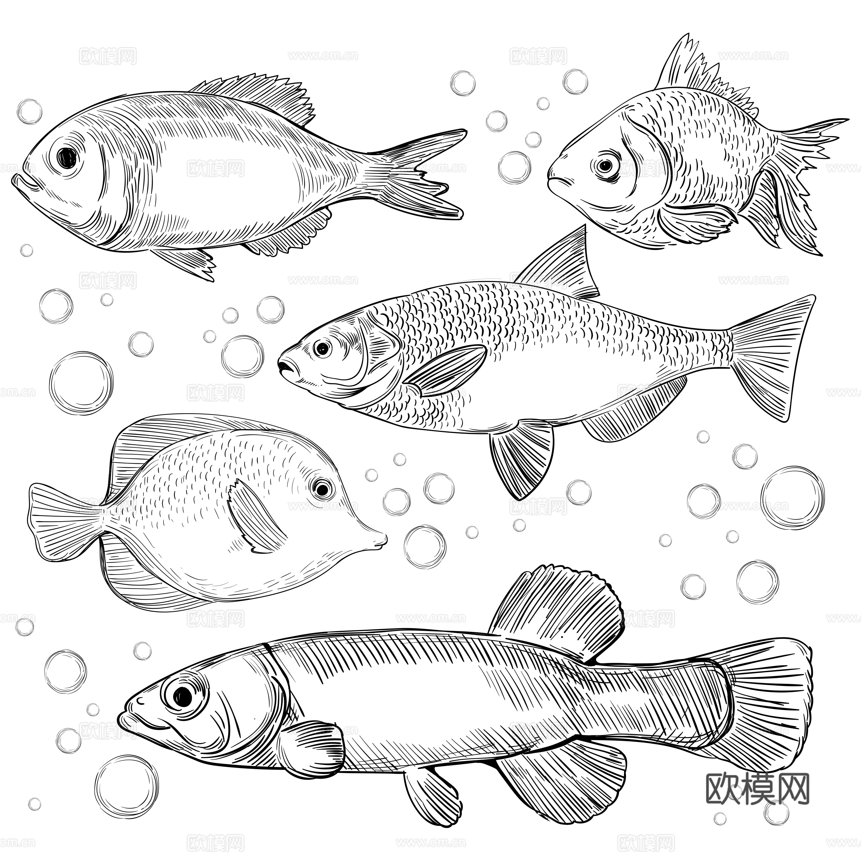 免抠 鱼线稿 线条鱼  海鲜