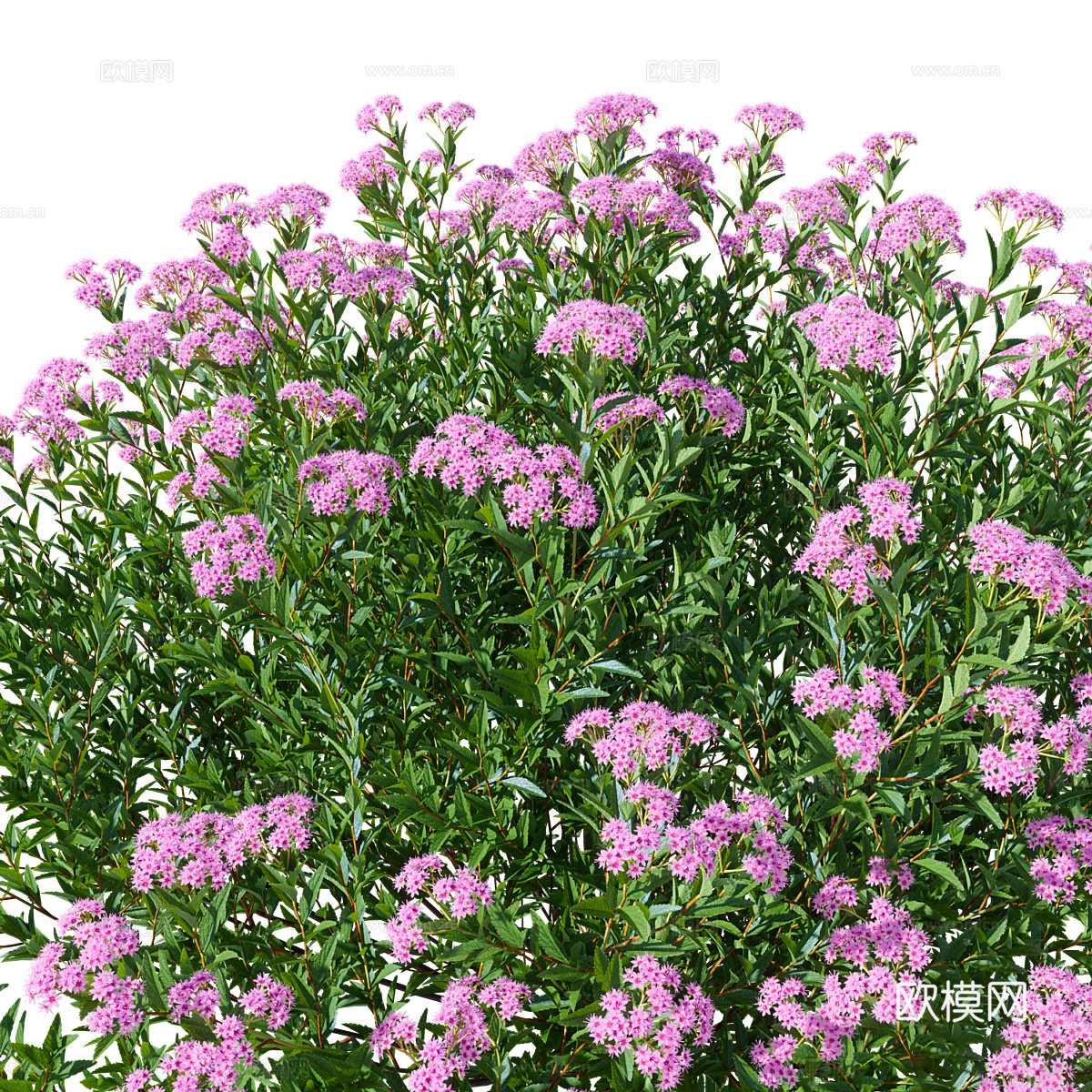 灌木 绣线菊3d模型-Pic-2