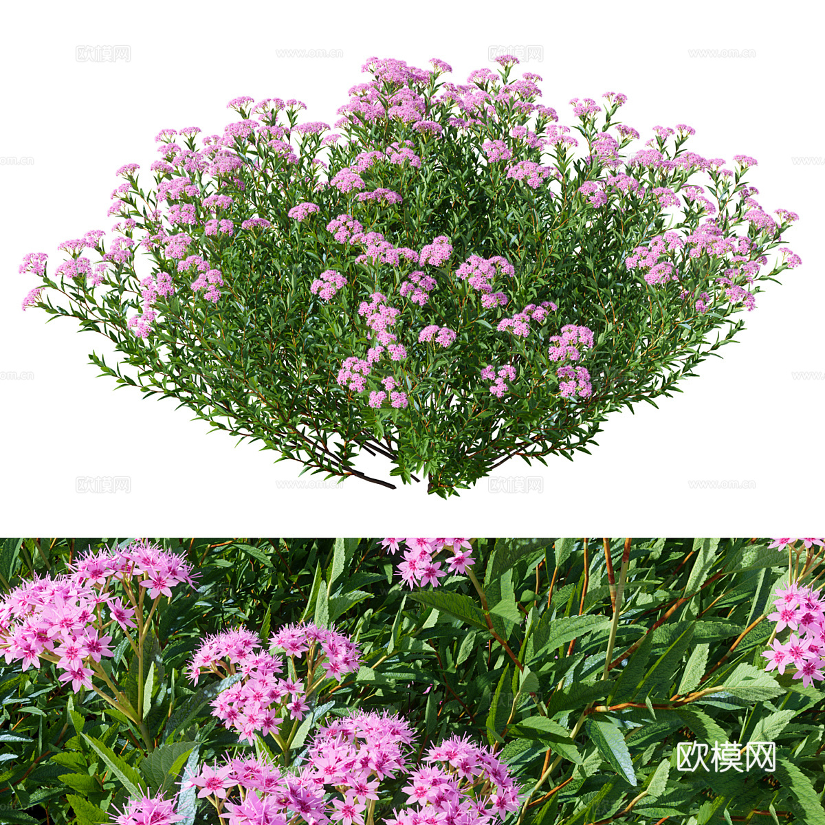 灌木 绣线菊3d模型-Pic-1