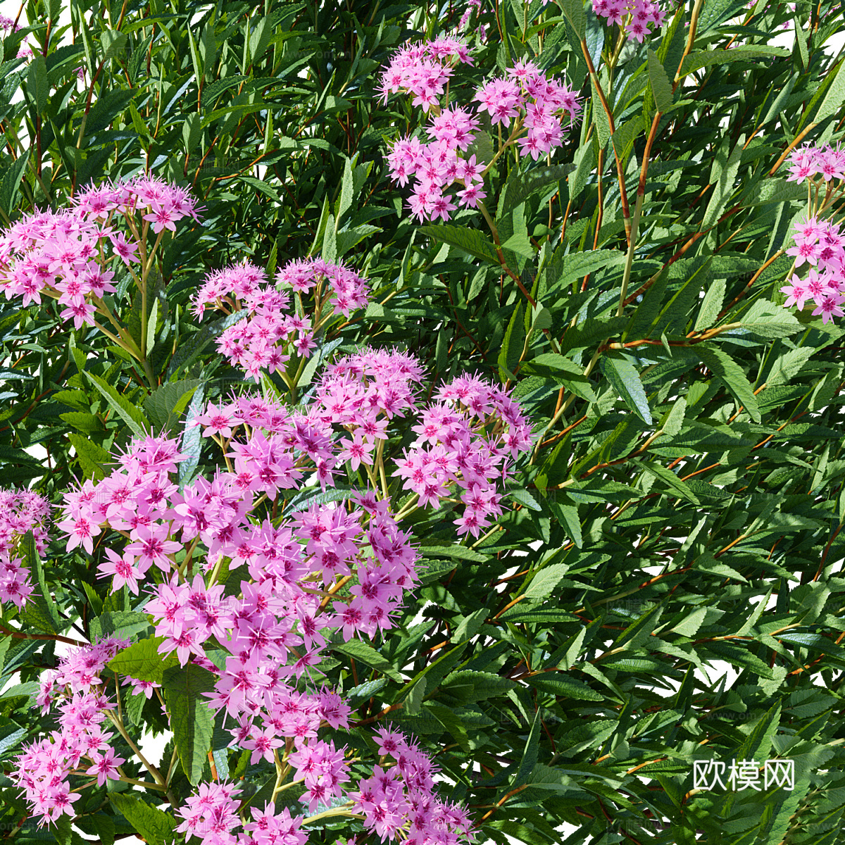灌木 绣线菊3d模型-Pic-4