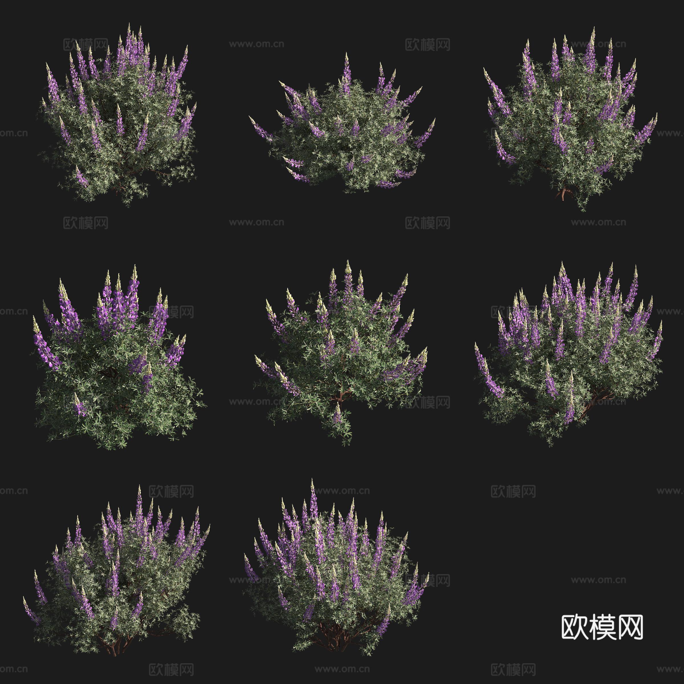 银羽扇豆灌木花草草场植物3d模型