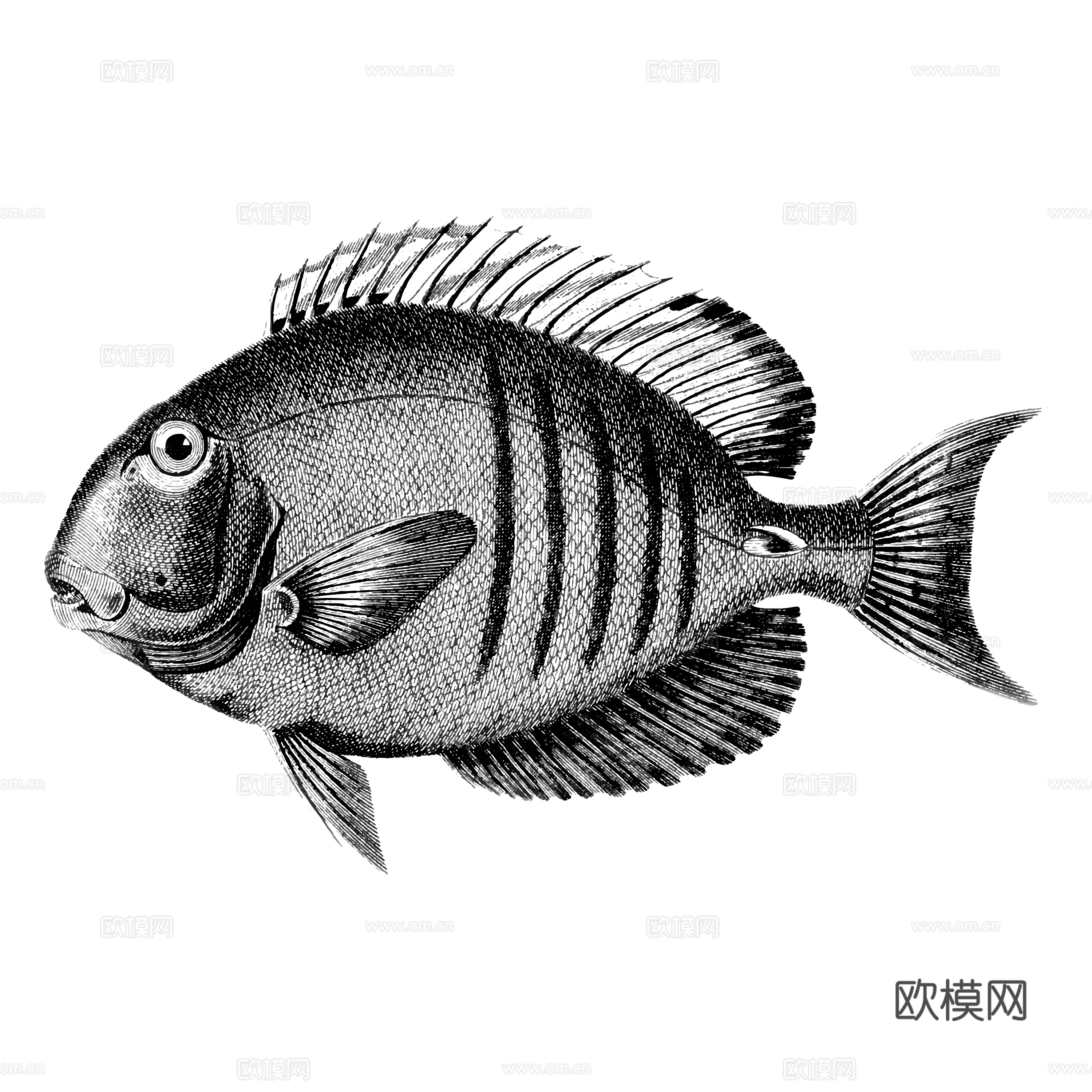 免抠 海洋生物 鱼  丑鱼