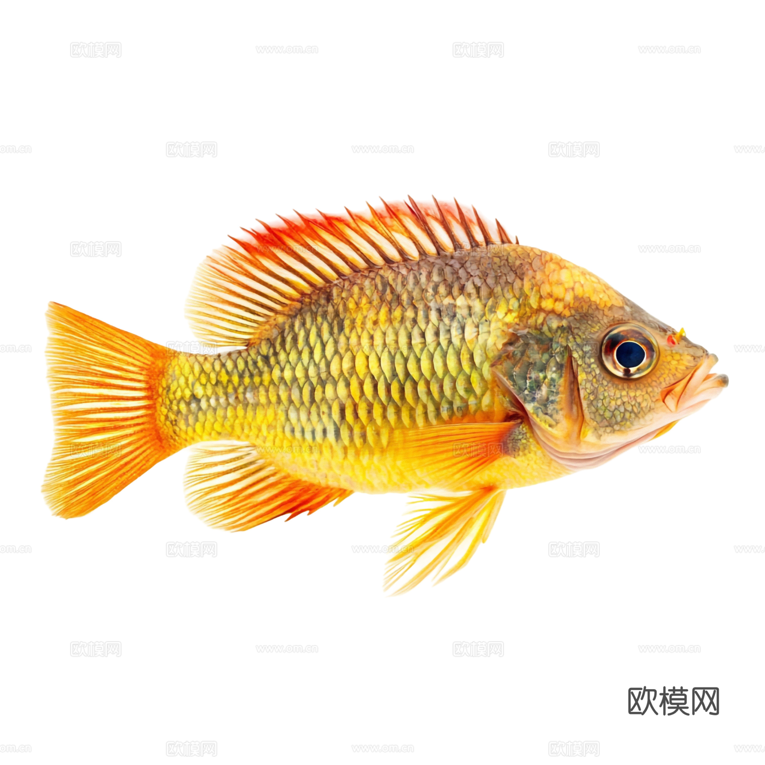 免抠 海洋生物 鱼