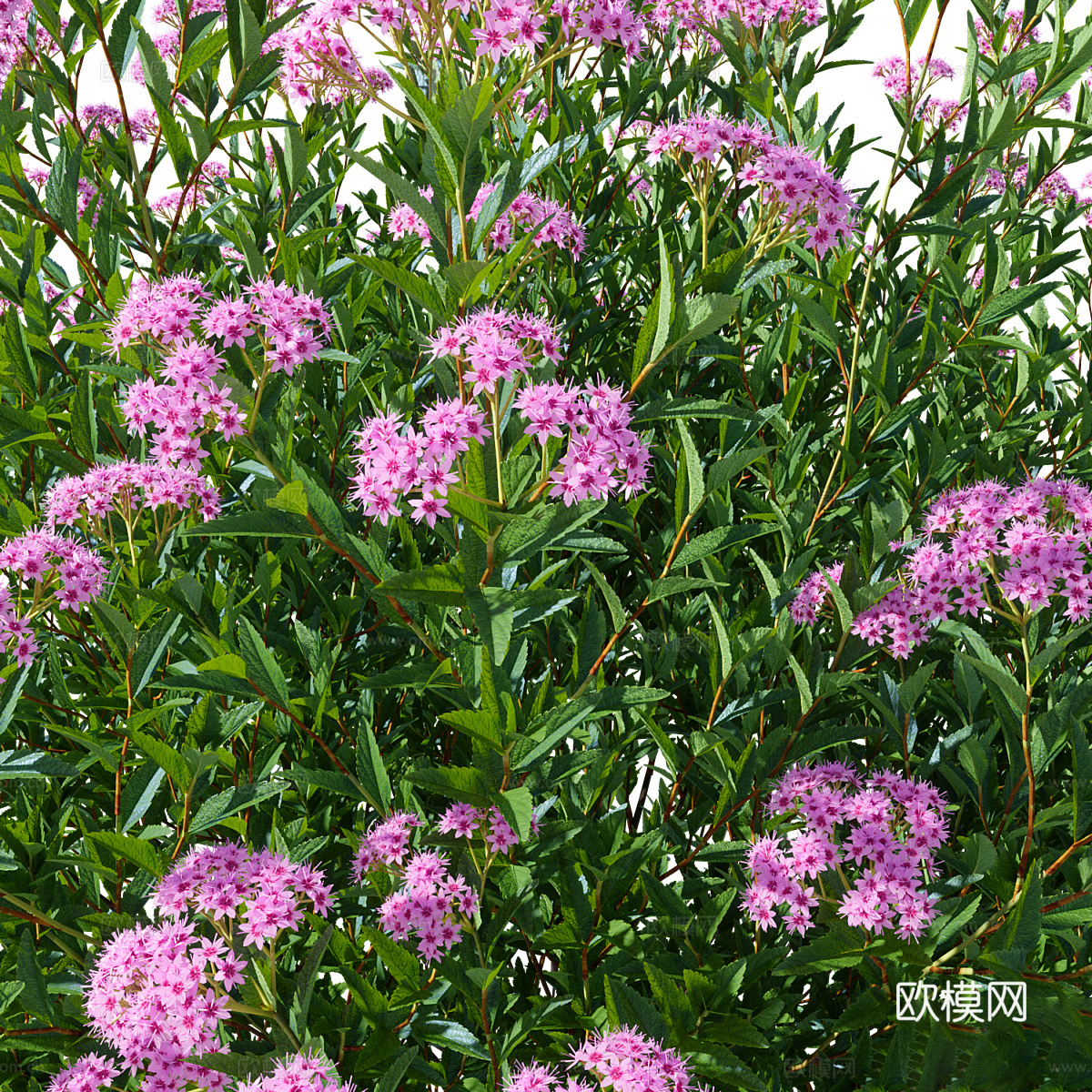 灌木 绣线菊3d模型-Pic-5