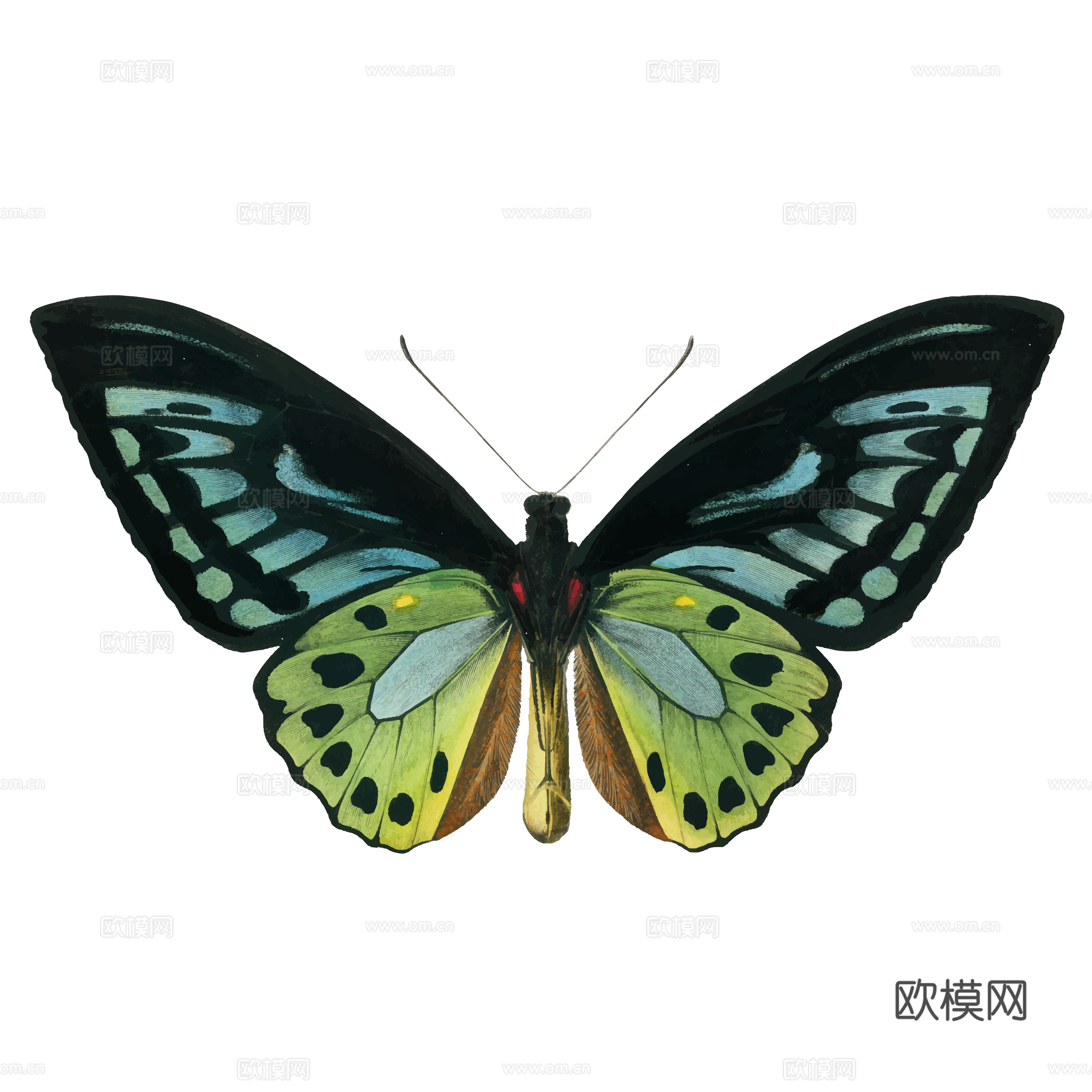 免抠 黑 绿 黄色 蝴蝶  展开