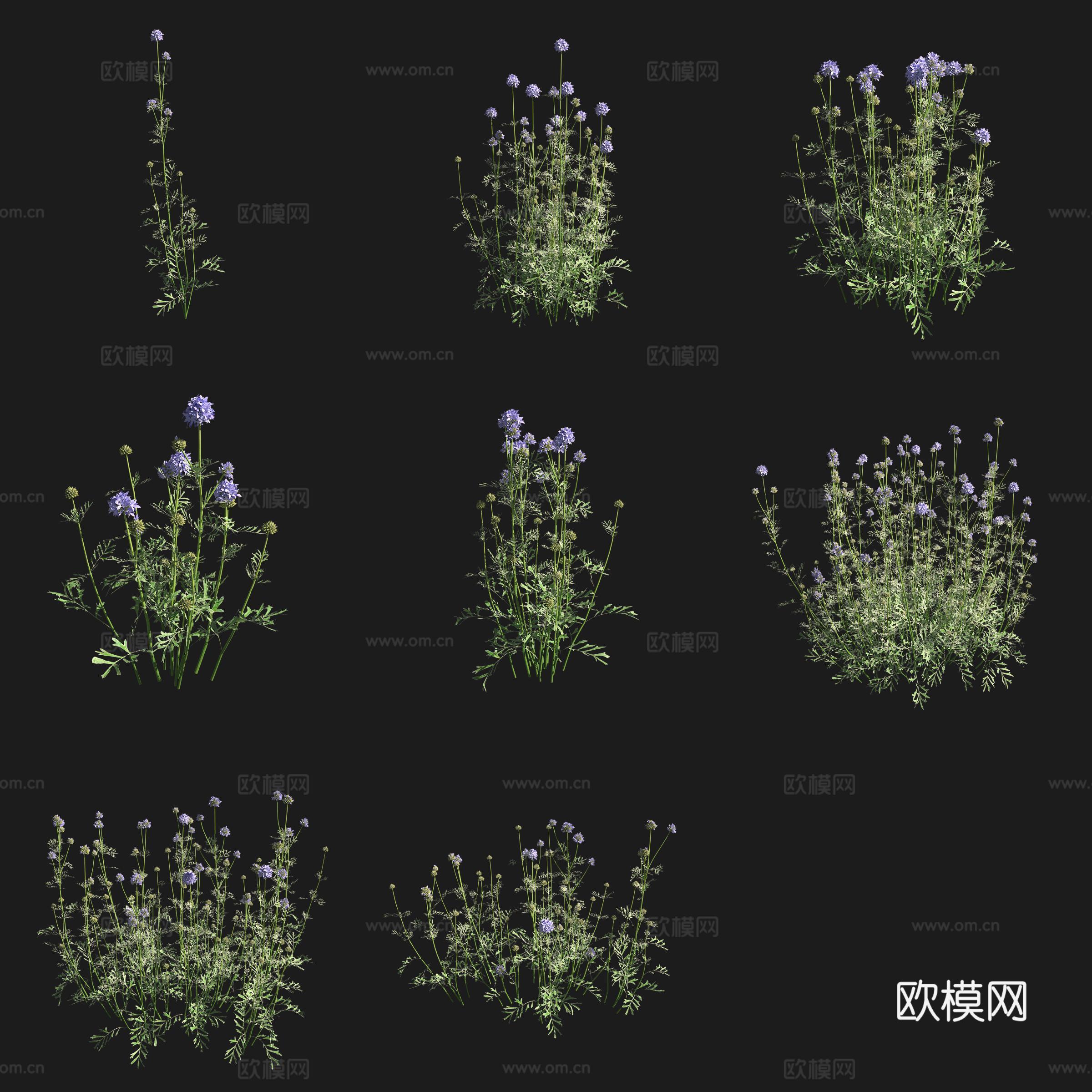 球吉利花草草场植物3d模型