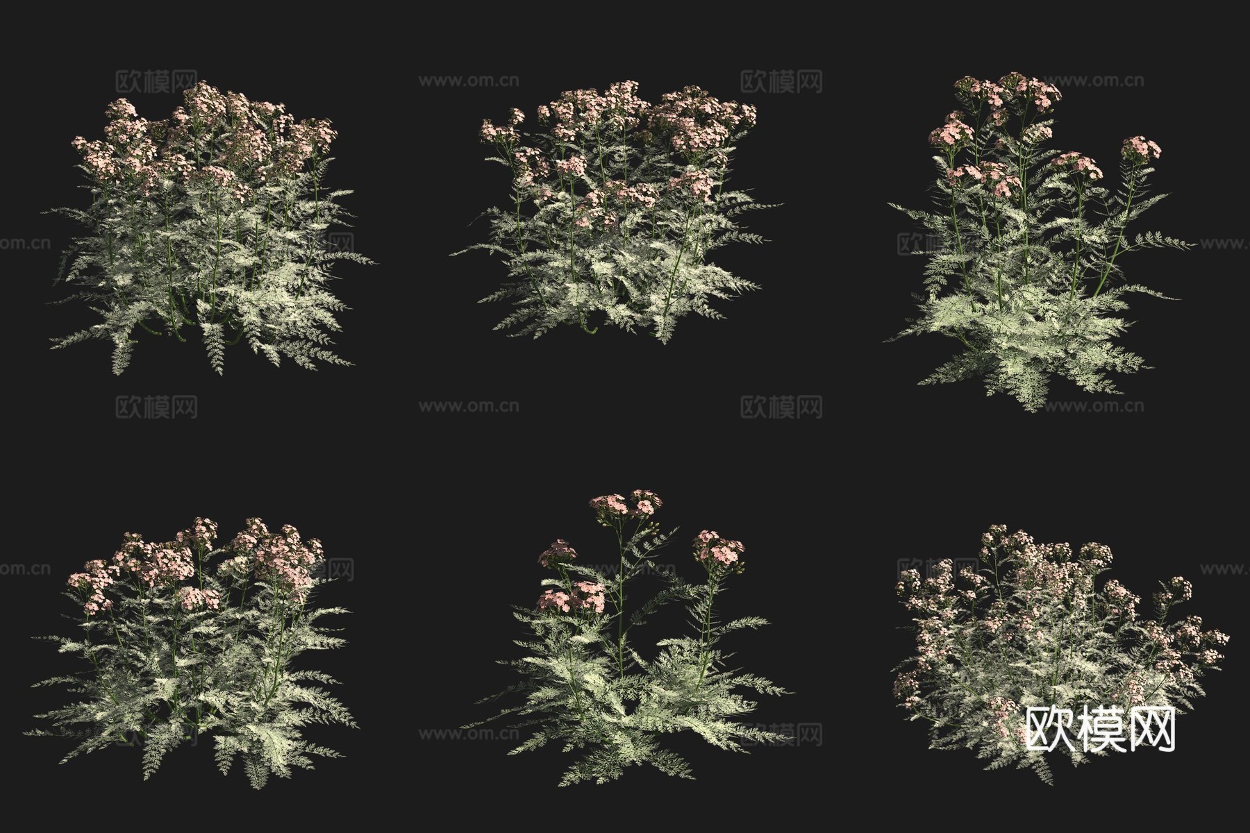 千叶蓍欧蓍花草草场植物3d模型