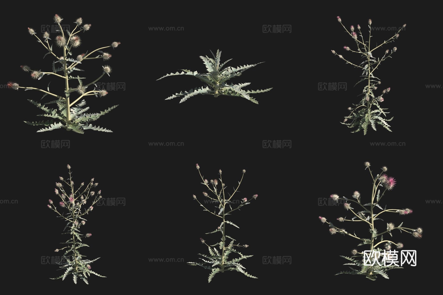 西方蓟花草草场植物3d模型