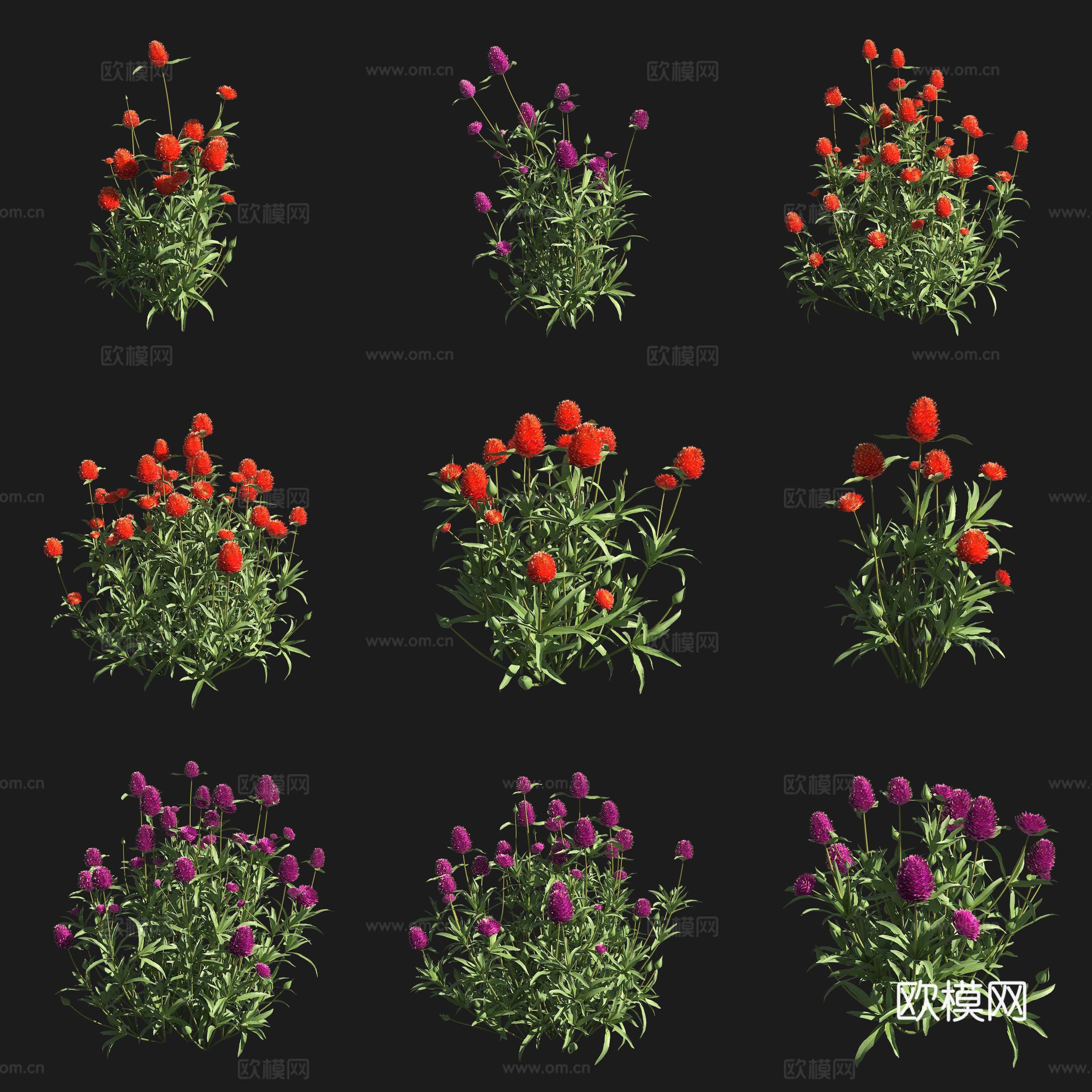 黄花千日红灌木花草草场植物3d模型