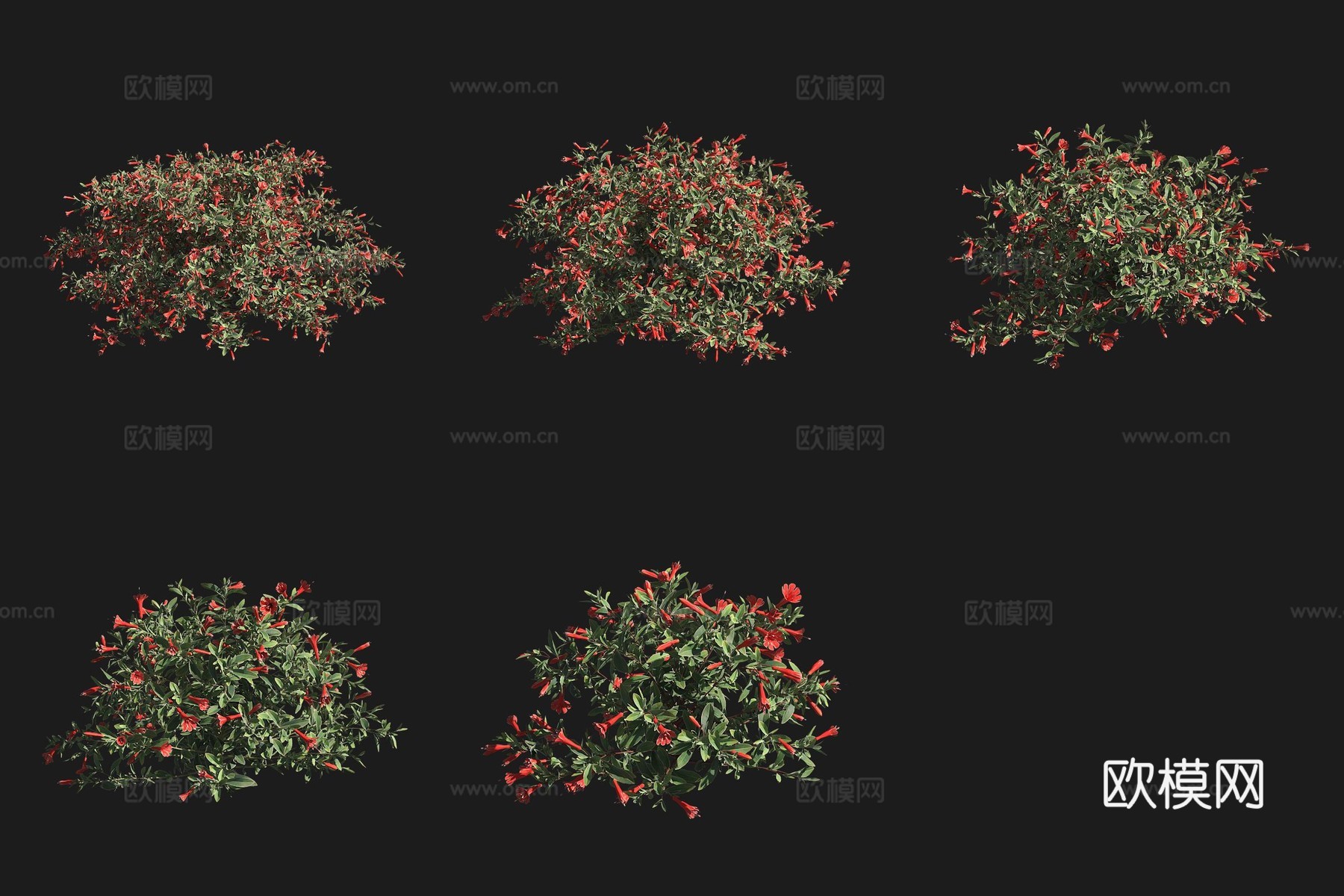 加州倒挂金钟灌木花草草场植物3d模型