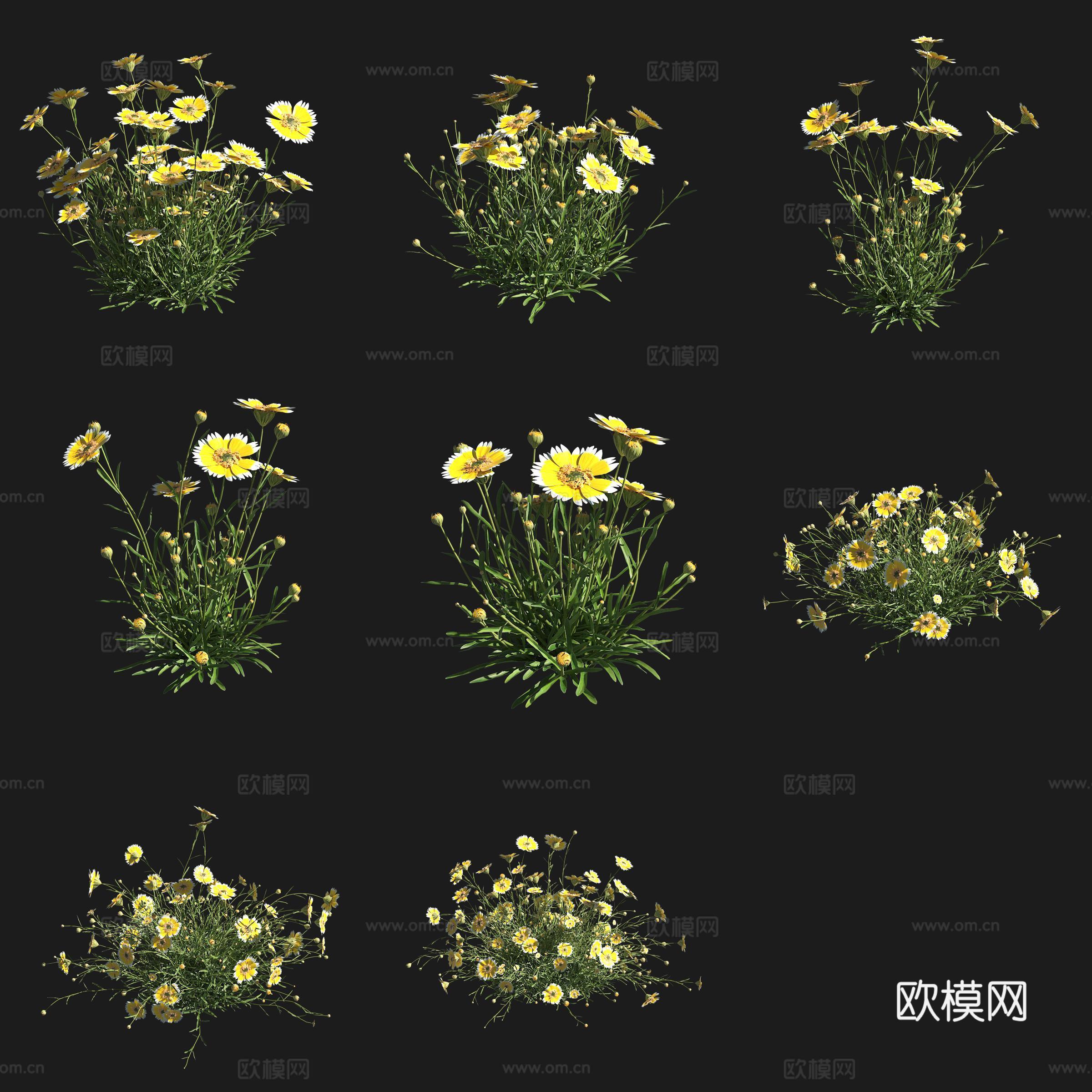 莱雅菊灌木花草草场植物3d模型