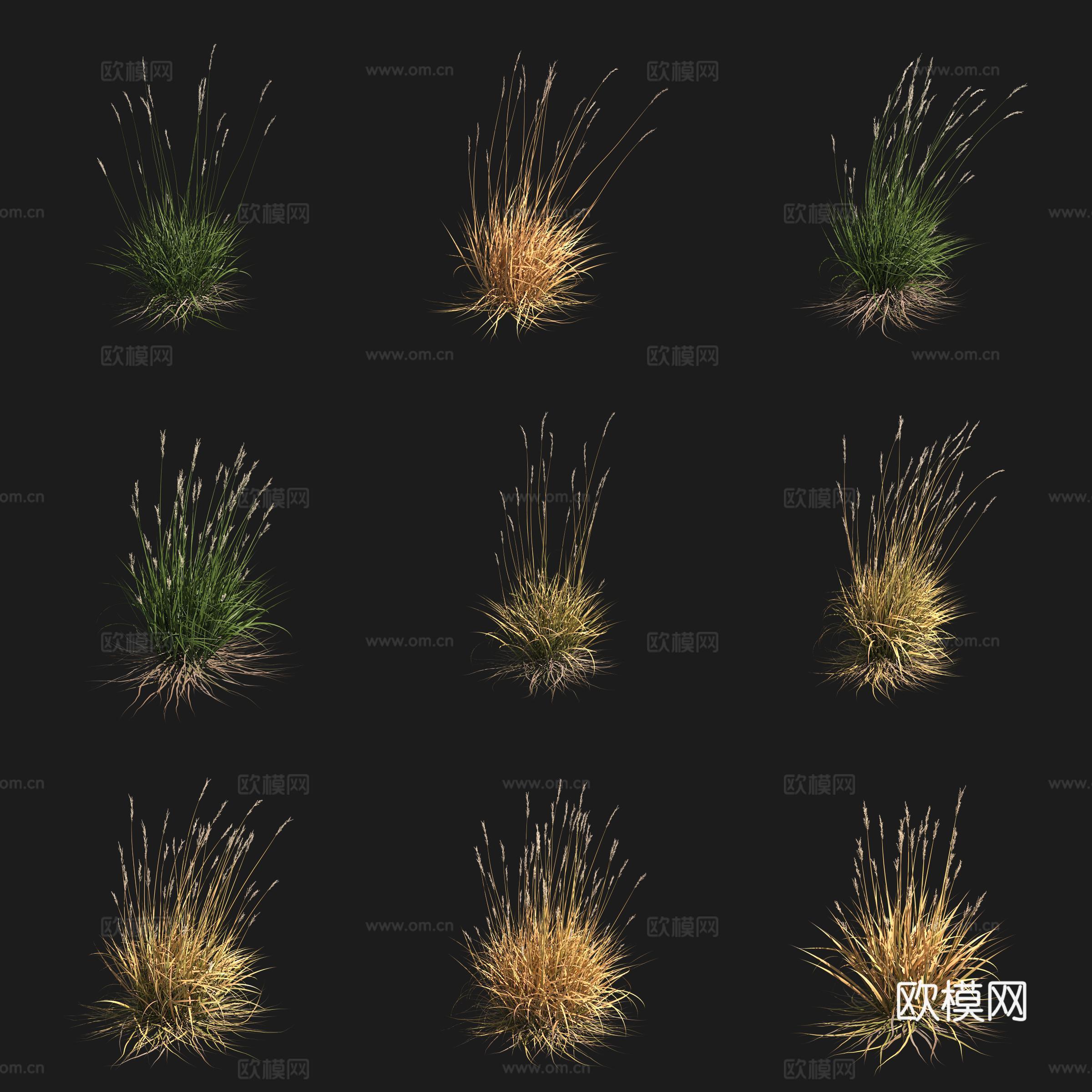 加州臭草灌木花草草场植物3d模型