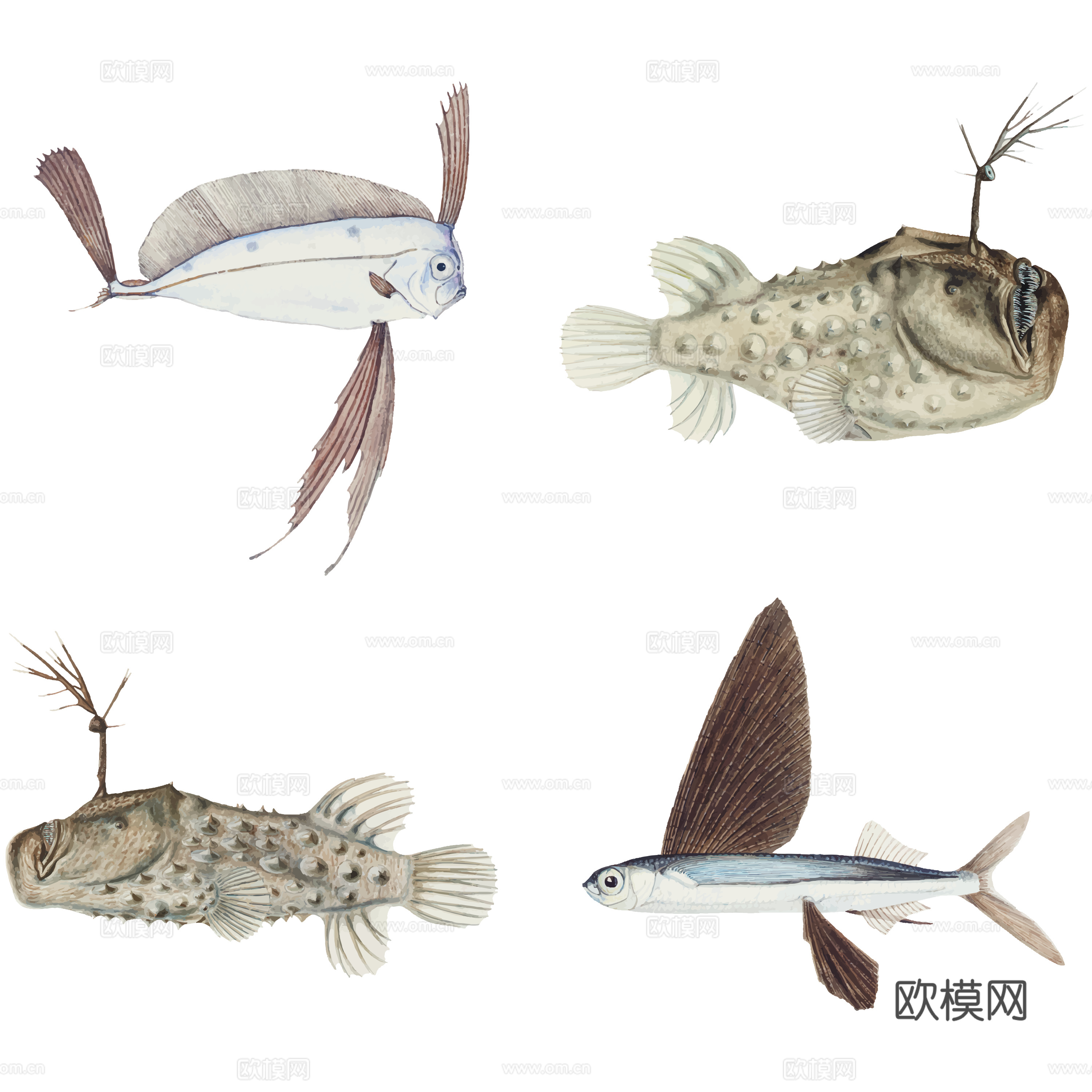 免抠 海洋生物 鱼  丑鱼