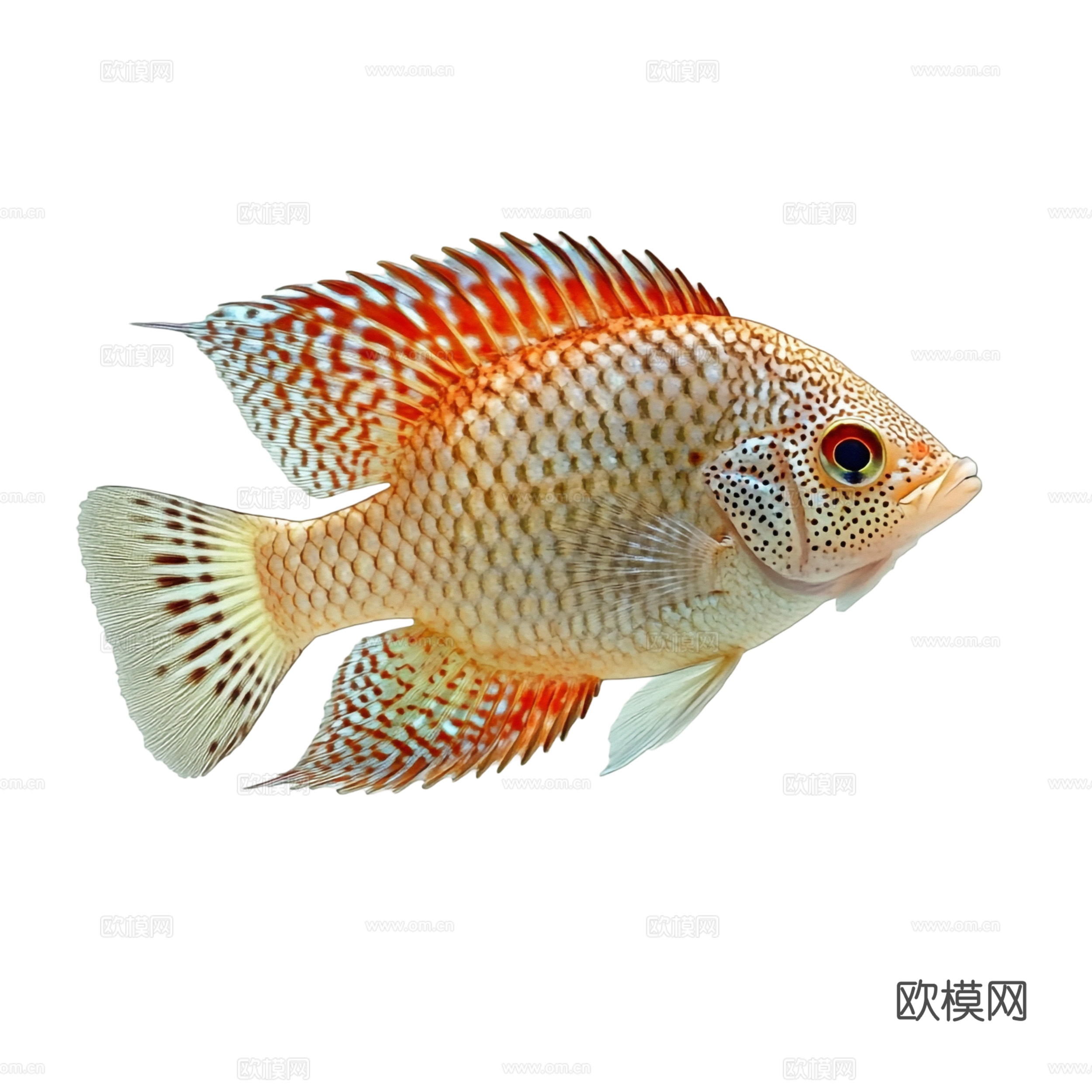 免抠 海洋生物 鱼