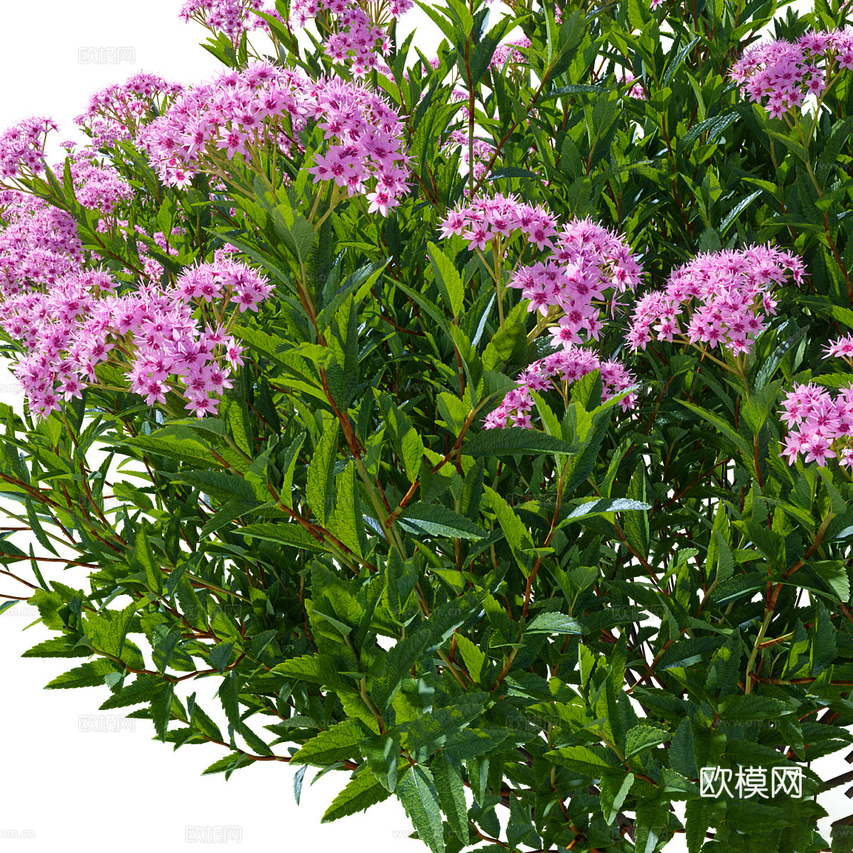 灌木 绣线菊3d模型-Pic-3