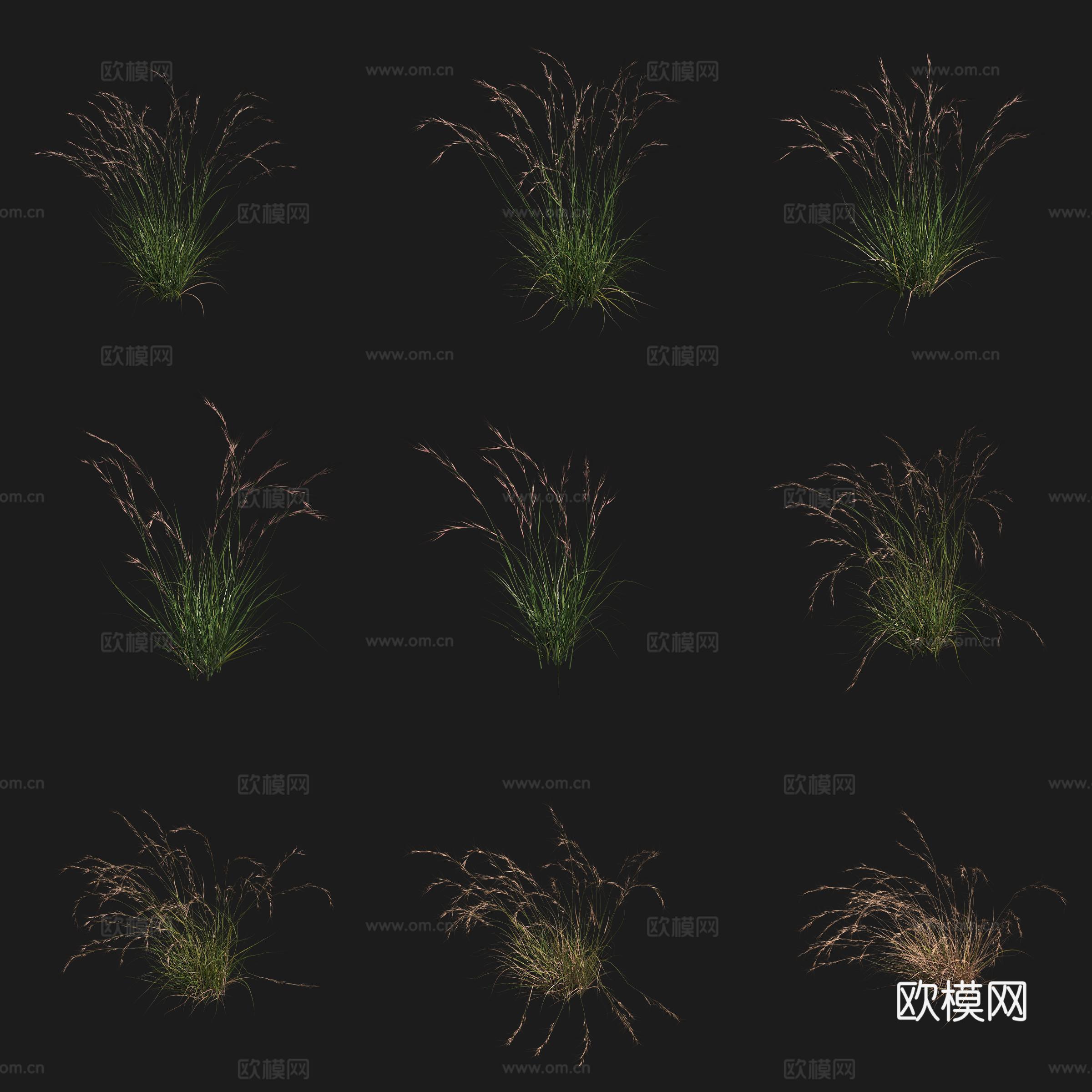 紫三芒草紫芒红芒灌木花草草场植物3d模型