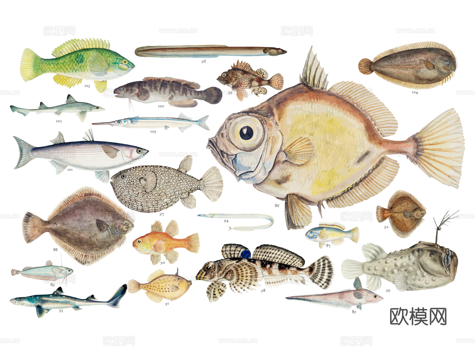 免抠彩图 海洋生物 鱼类