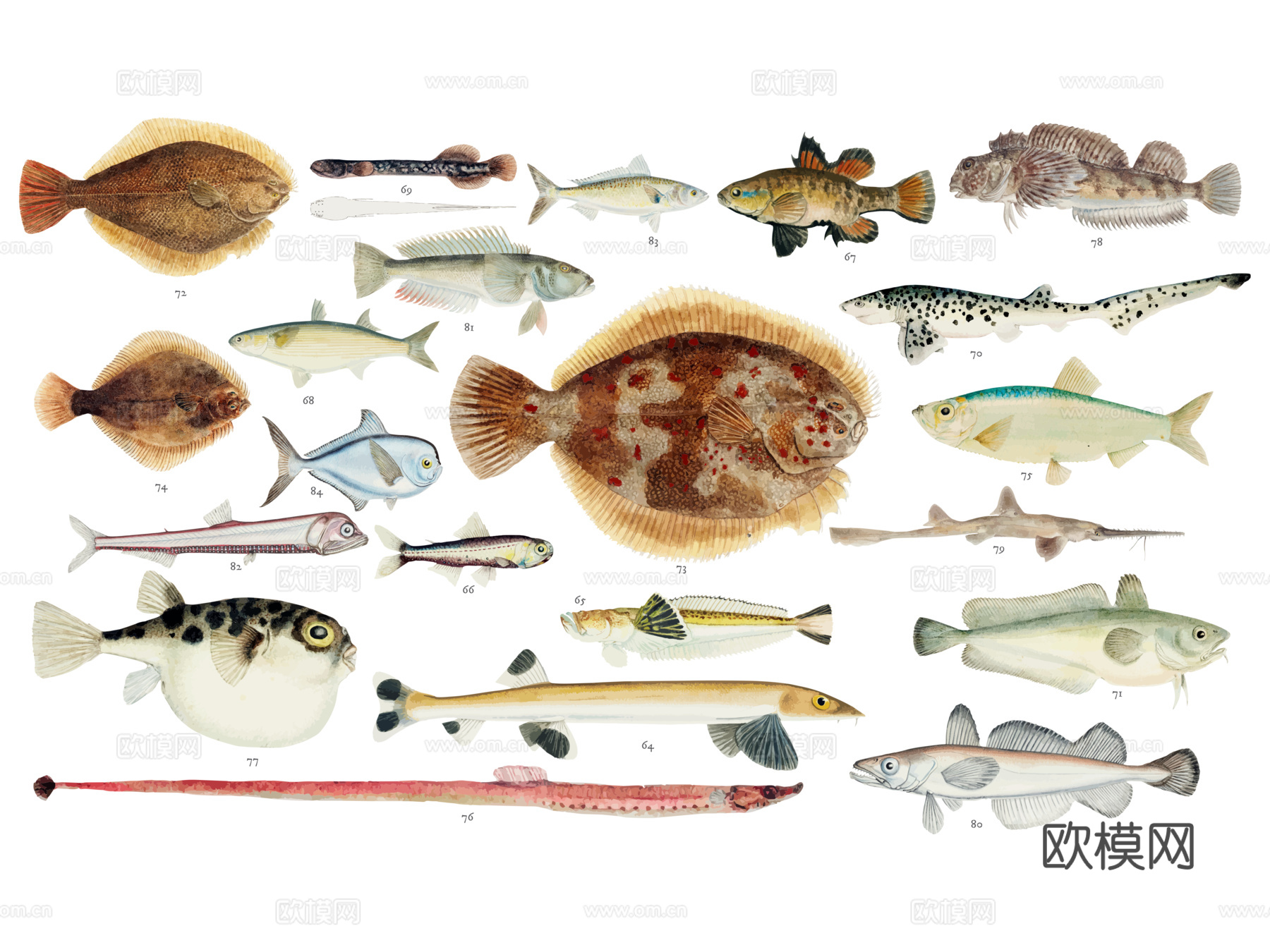 免抠彩图 海洋生物 鱼类