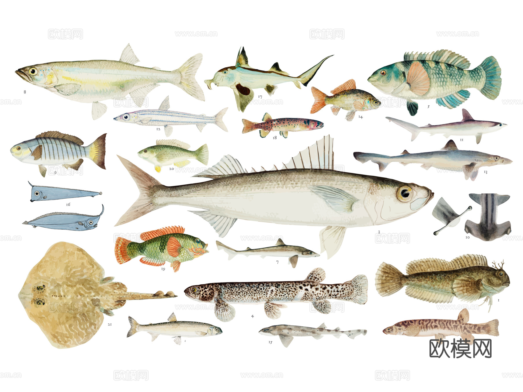 免抠彩图 海洋生物 鱼类