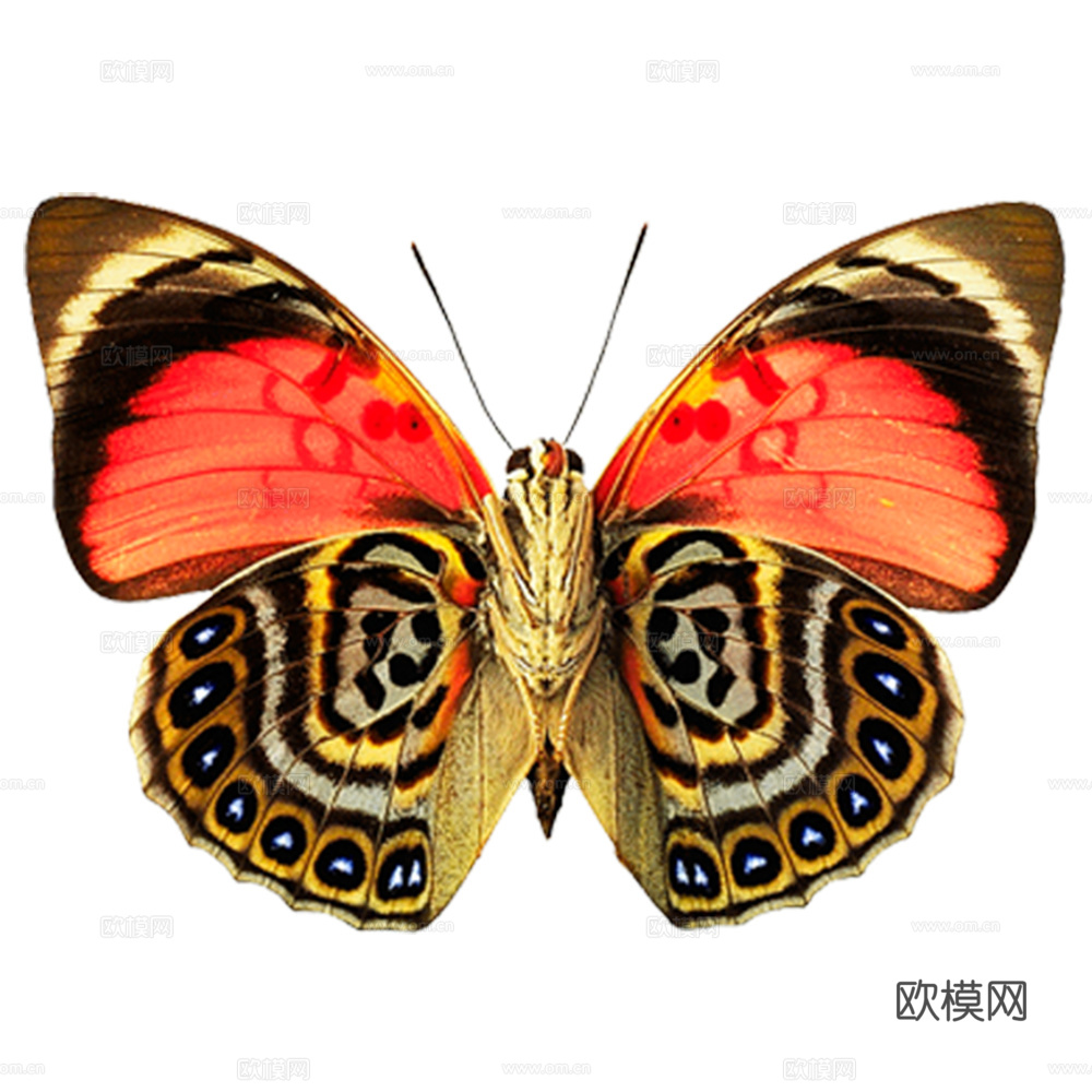 免抠蝴蝶 正面  彩色蝴蝶 红黑