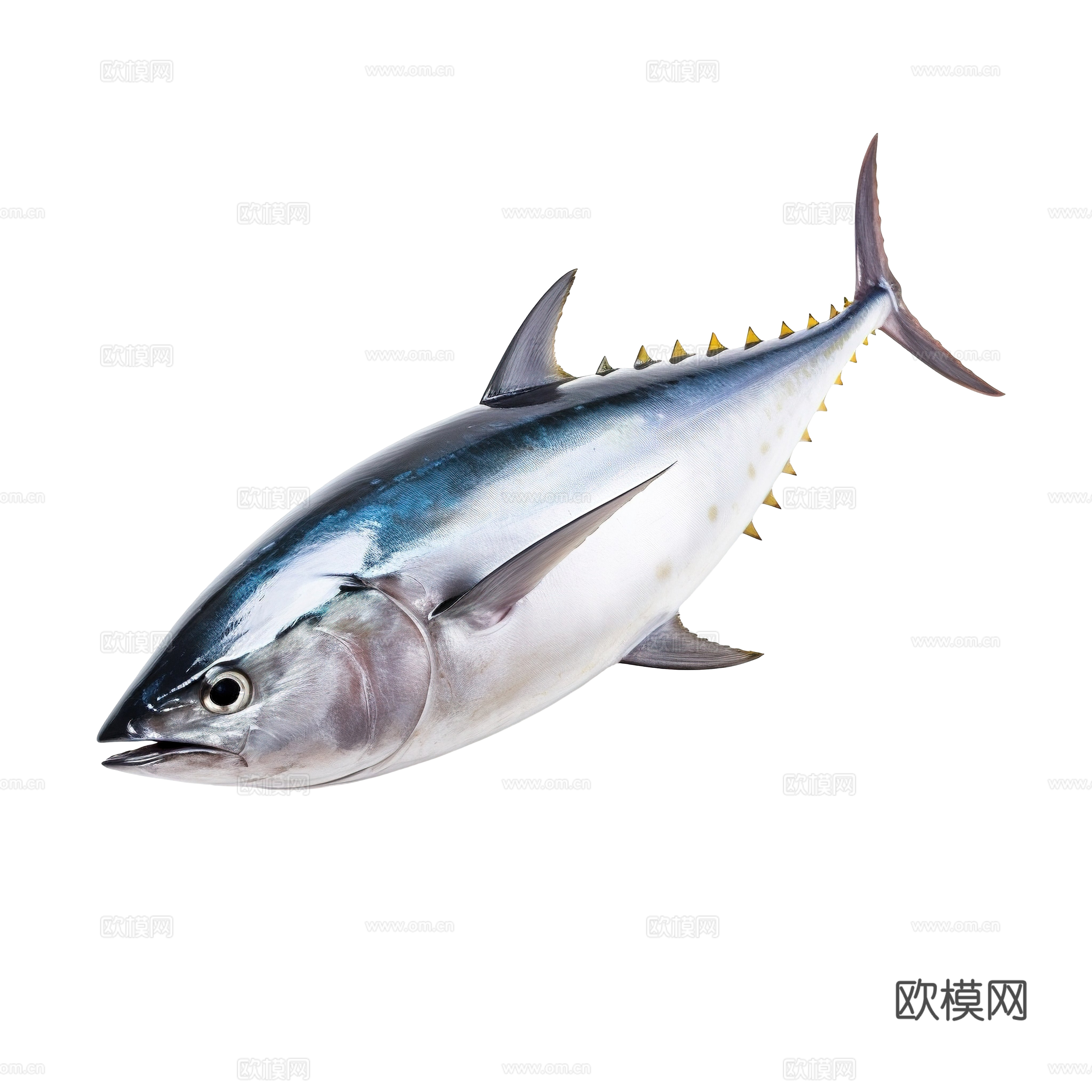 免抠金枪鱼