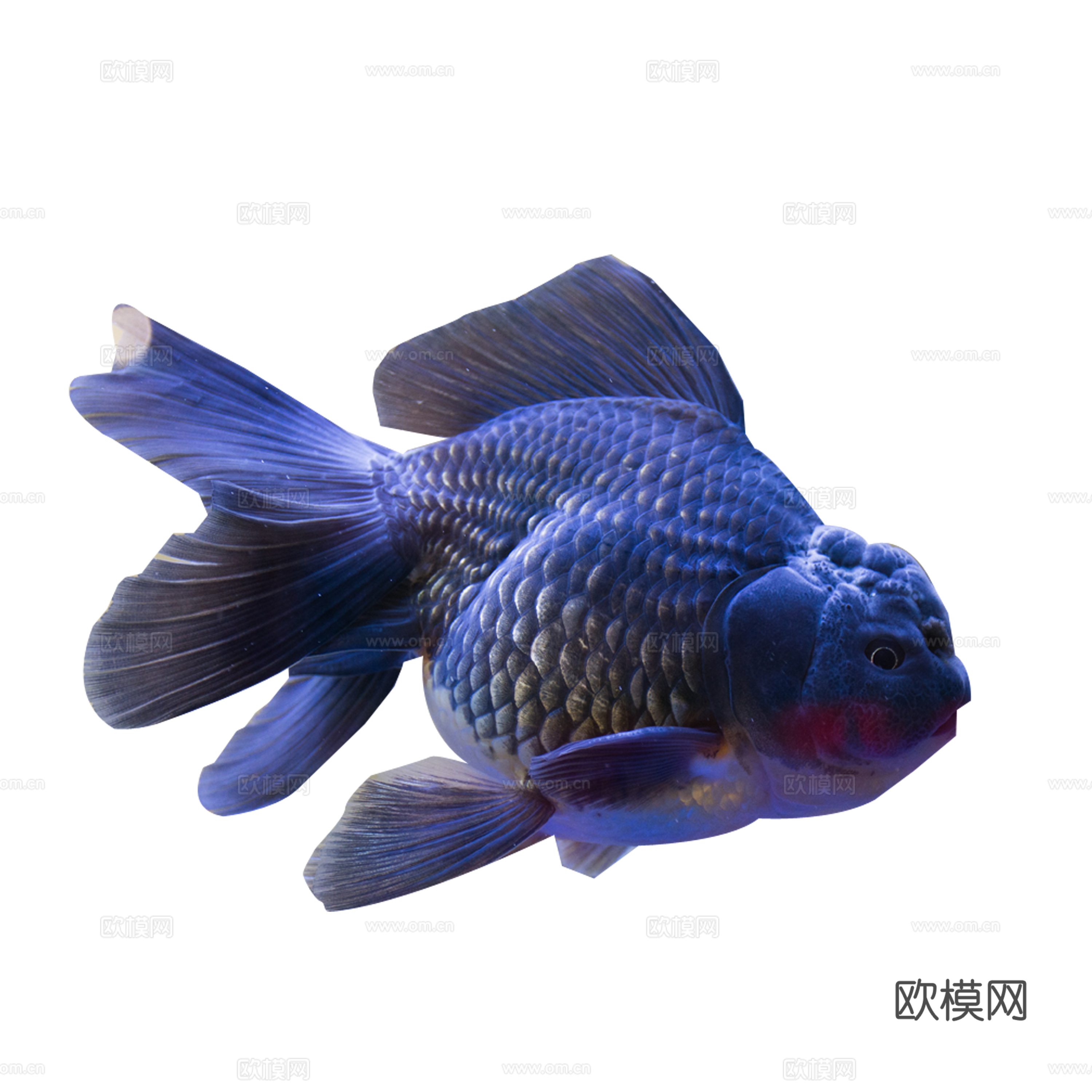 免抠金鱼 兰寿 黑色兰寿