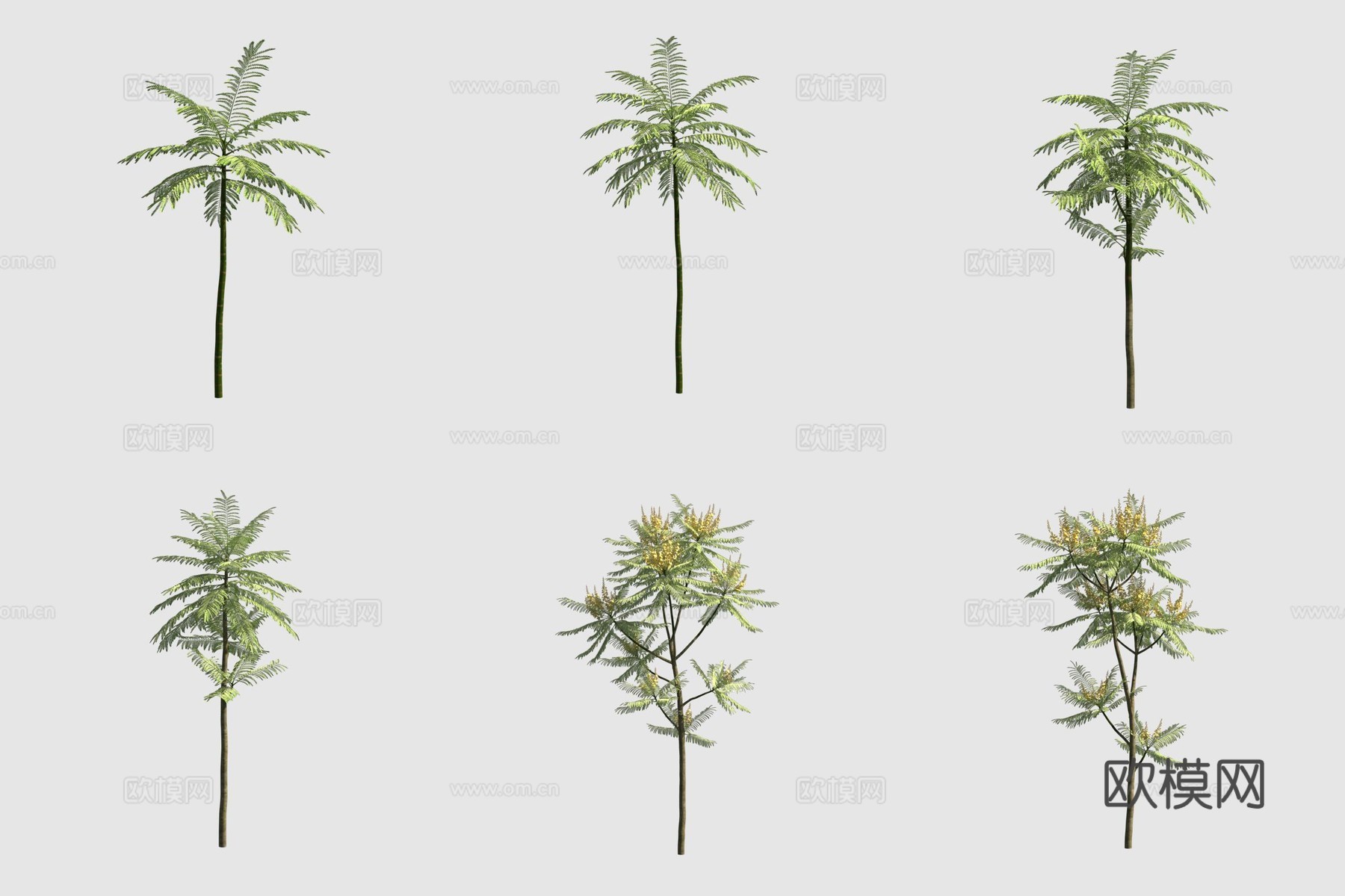 粘叶豆离荚豆捕蚊树行道树3d模型