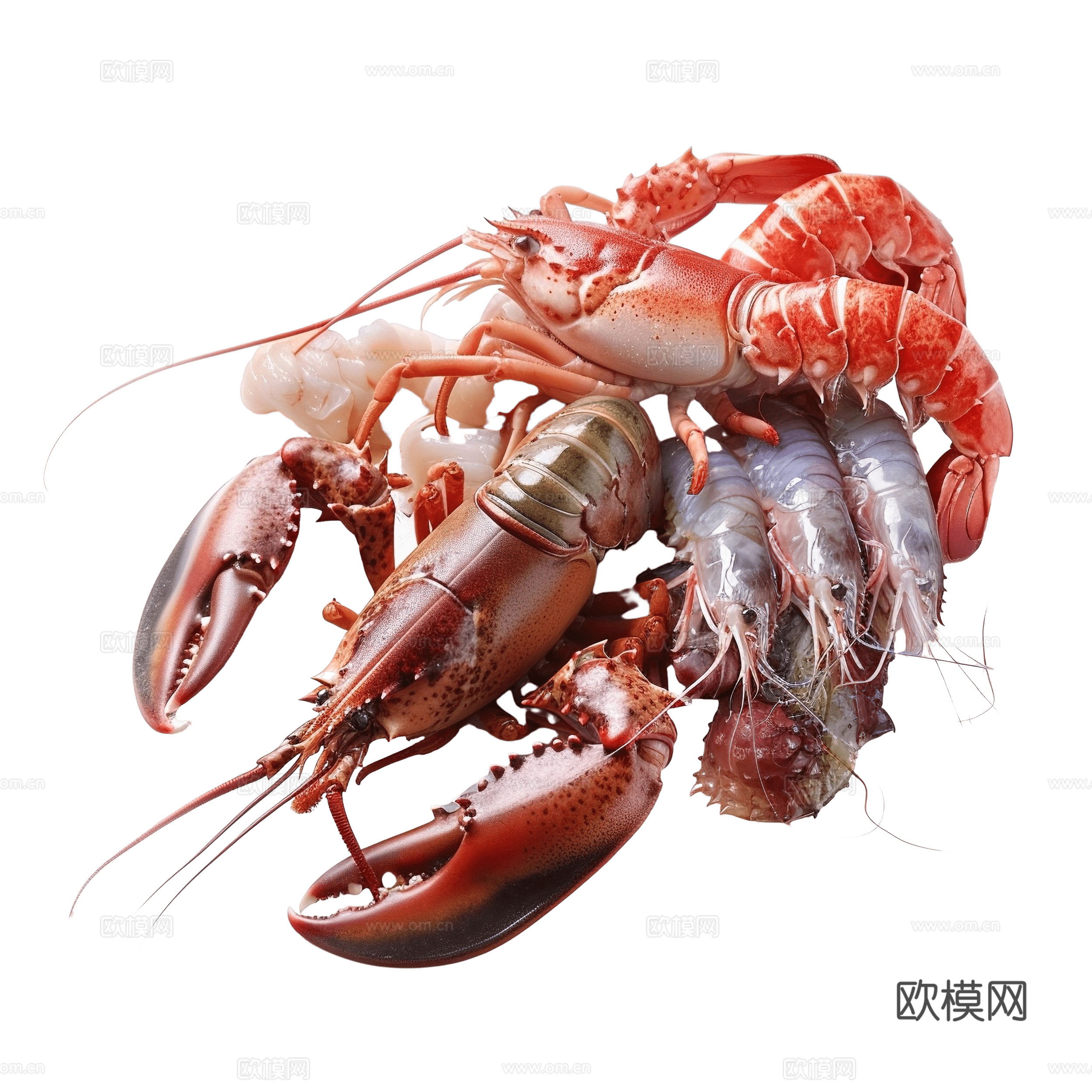 免抠龙虾