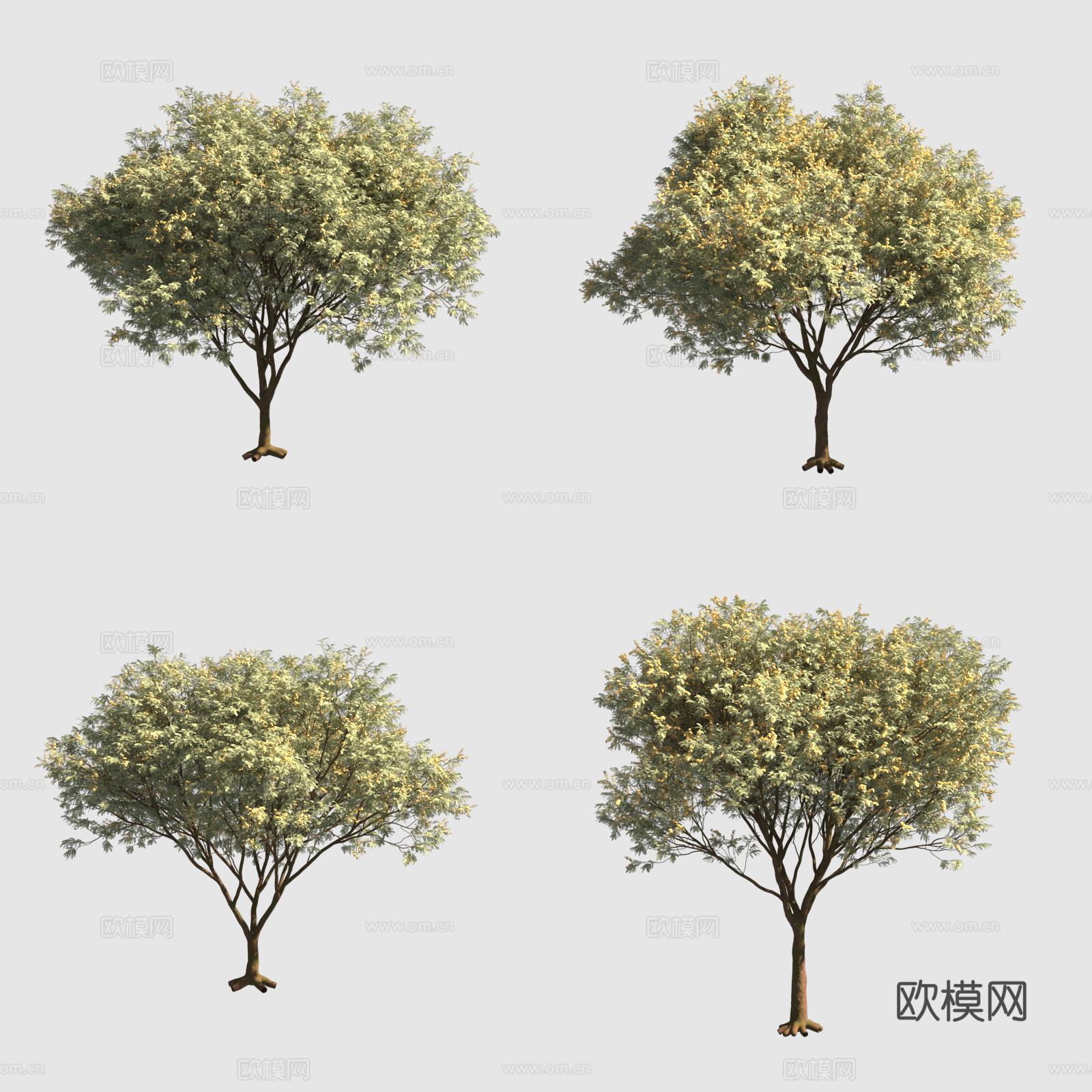 愈疮木阿根廷铁木行道树花树3d模型