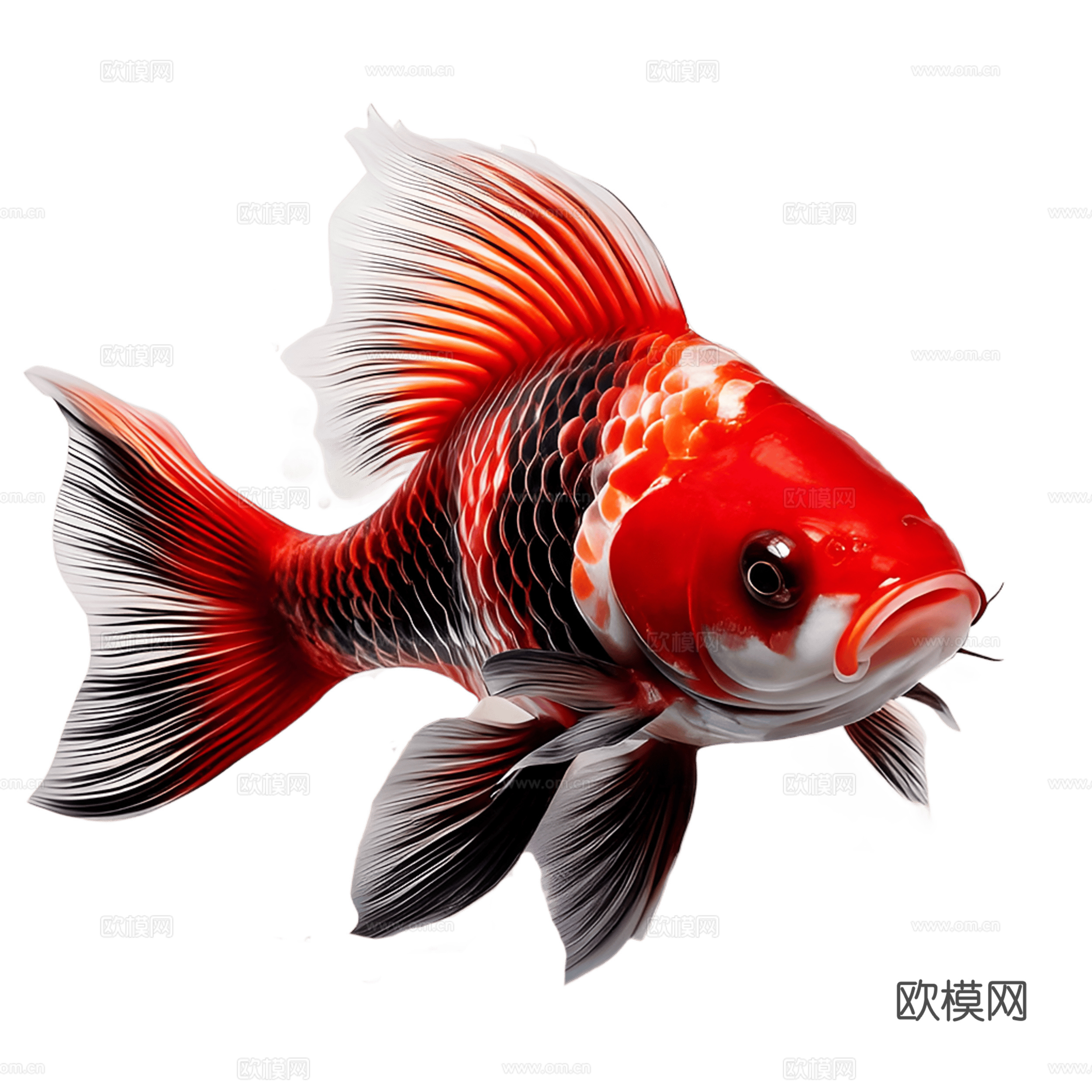 免抠锦鲤 红黑白锦鲤 红白锦鲤