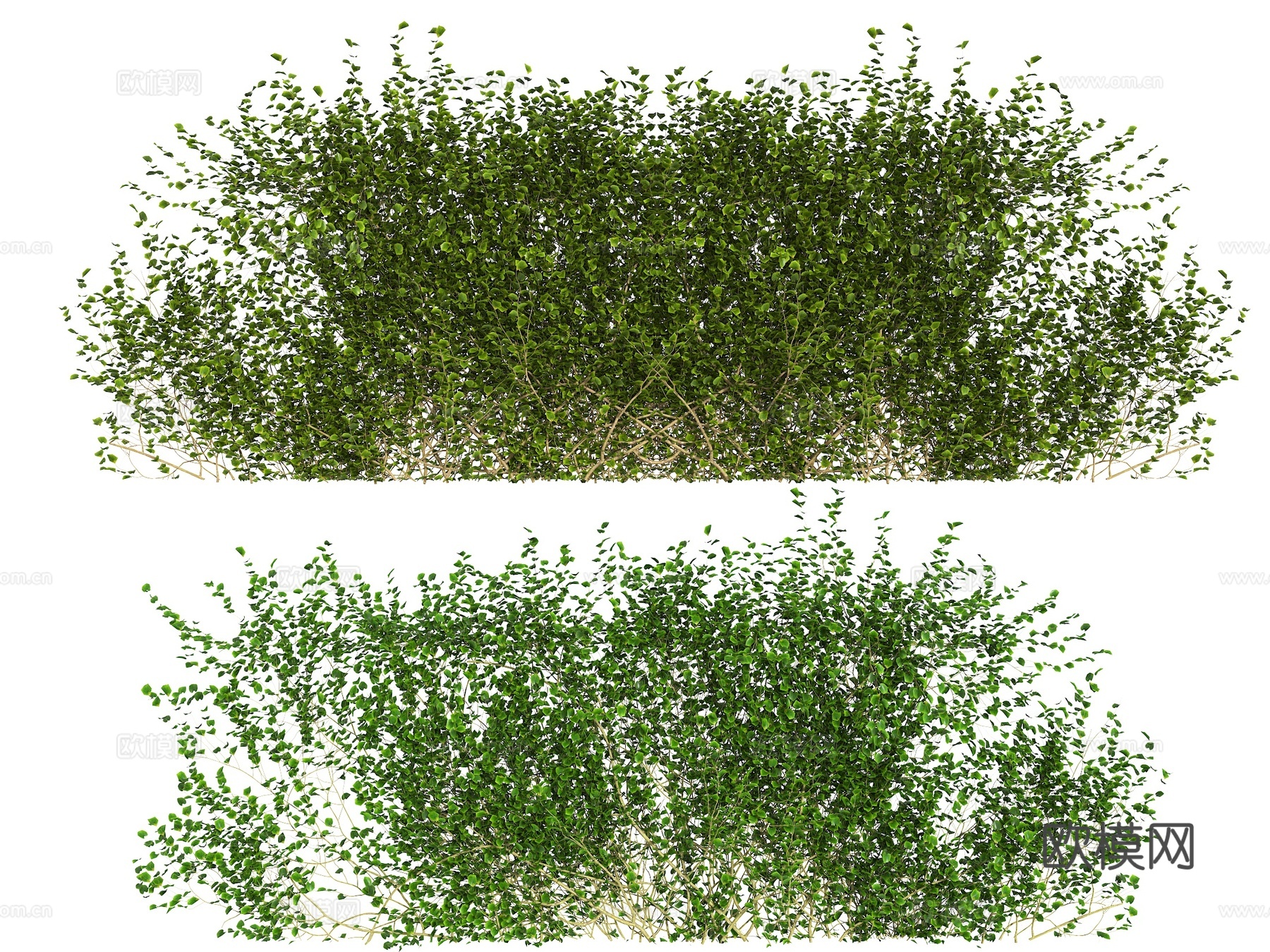 藤蔓 爬墙植物 爬藤墙 爬山虎 常春藤 藤蔓藤条绿植3d模型