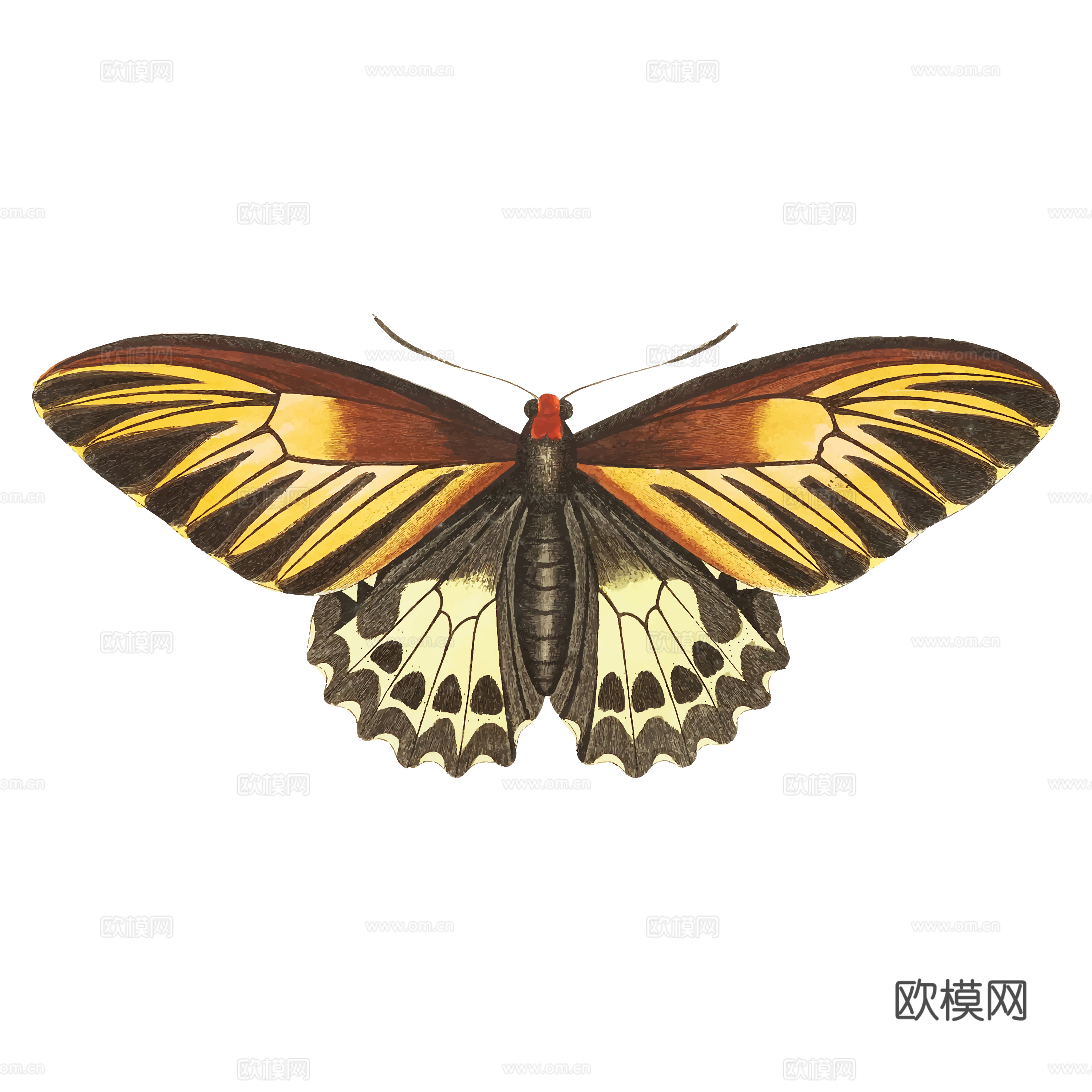 免抠蝴蝶 飞蛾 绿色