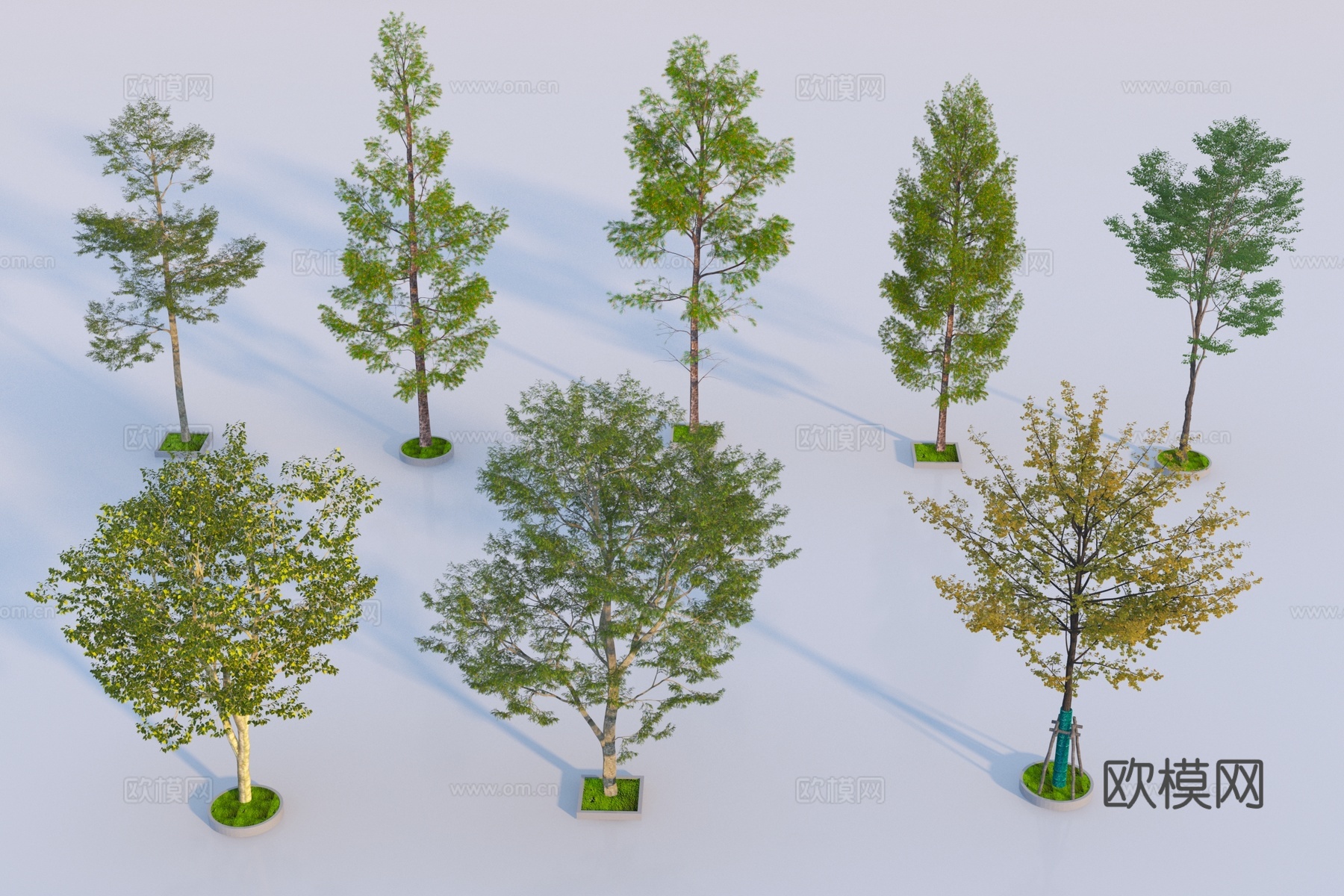 现代景观树3d模型