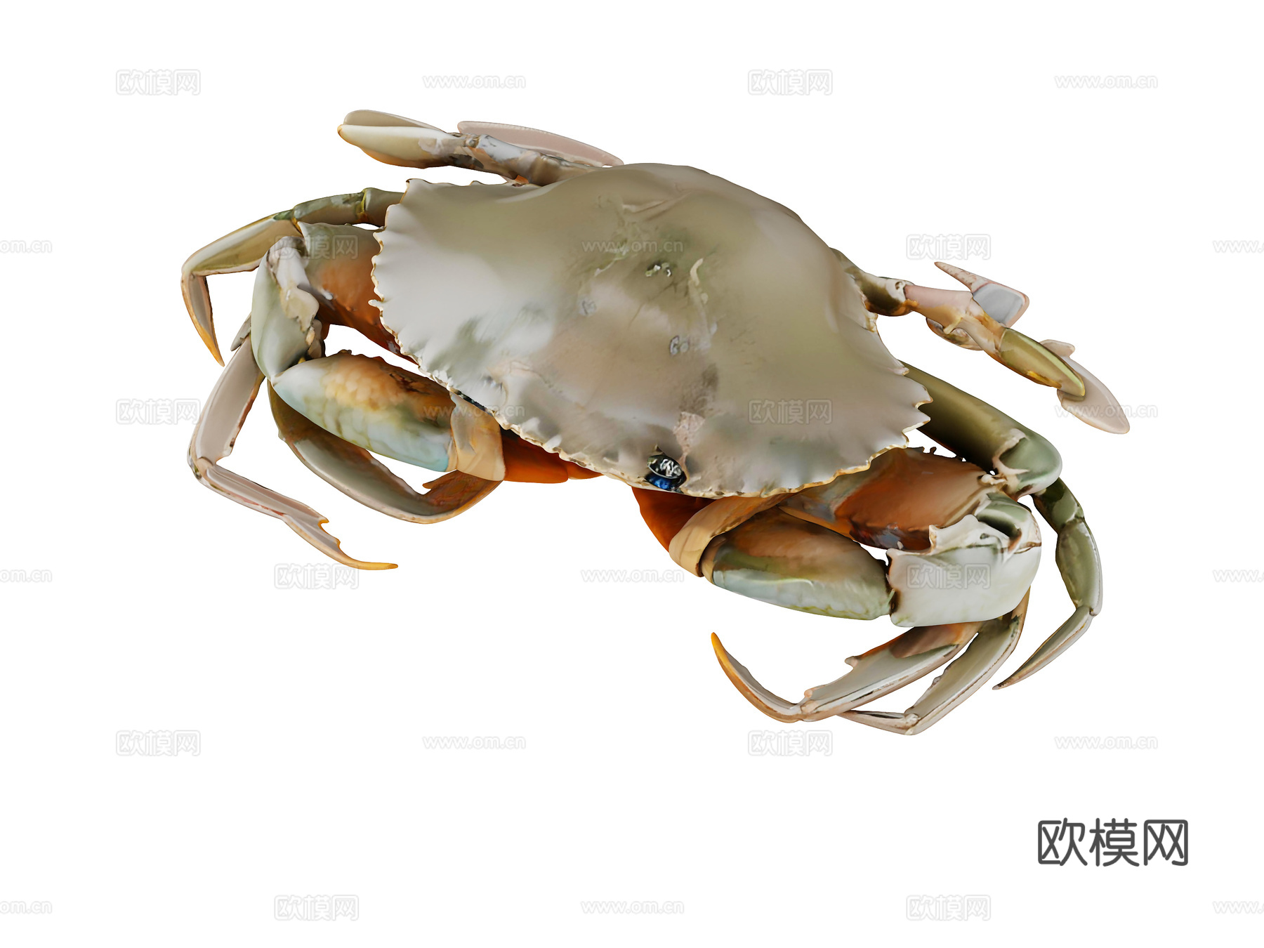 大闸蟹，螃蟹，河蟹，海蟹，海鲜，河鲜，青蟹，帝王蟹，梭子蟹，su模型