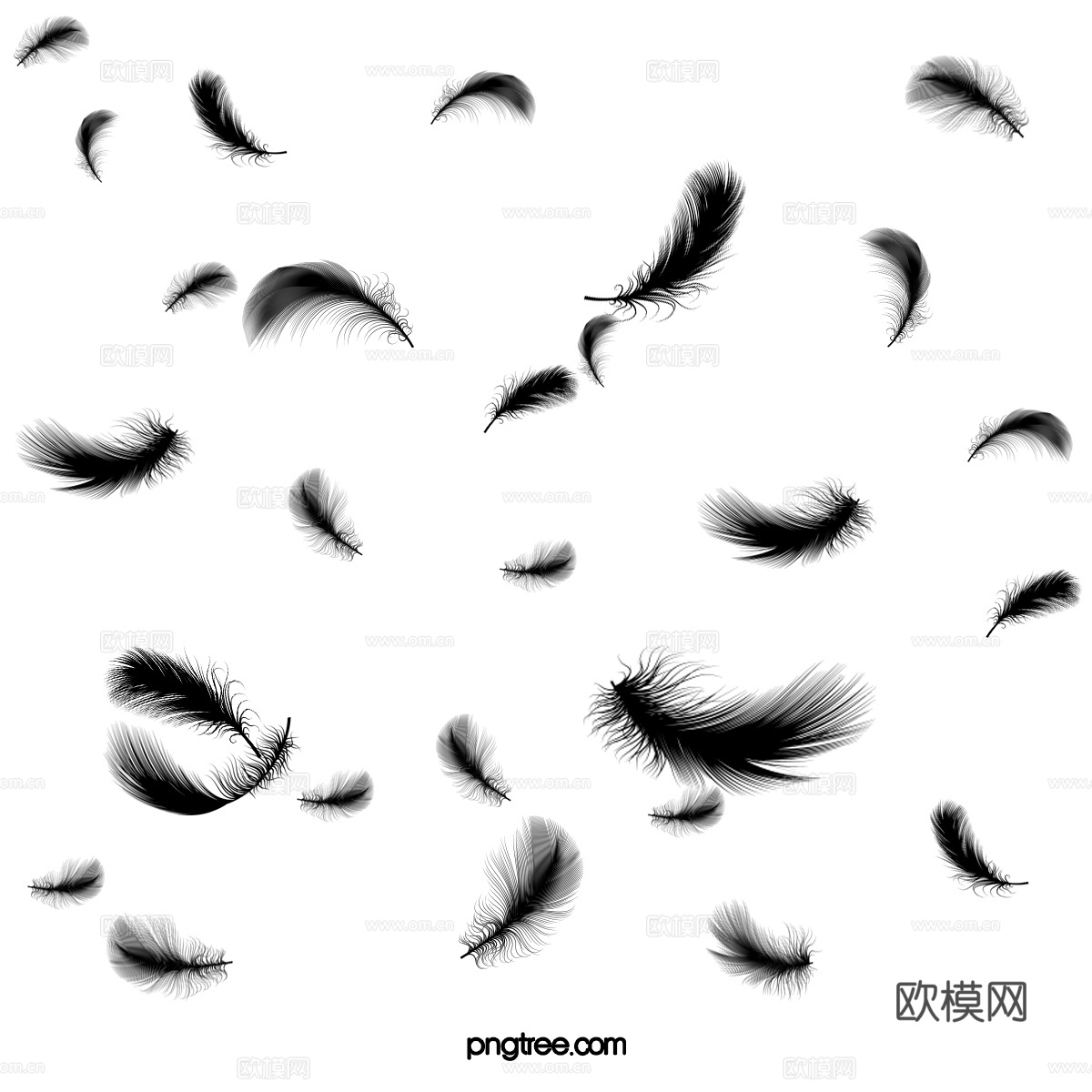 免抠羽毛 羽毛掉落 黑色羽毛
