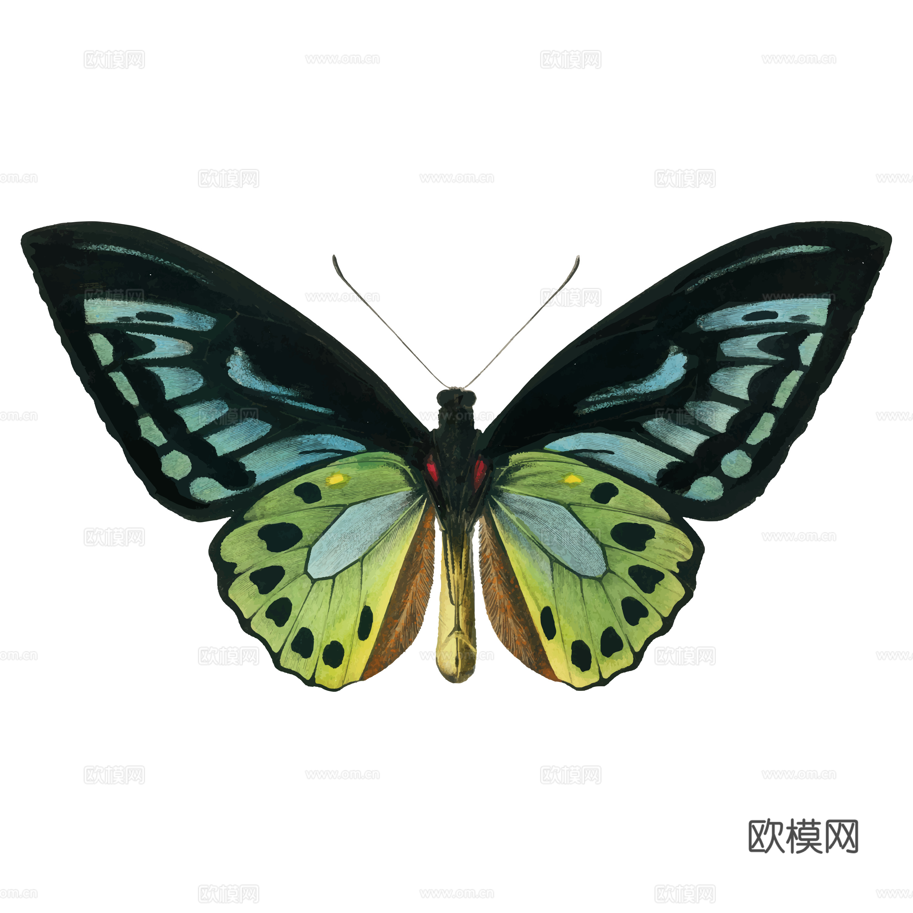免抠蝴蝶 飞蛾 绿色