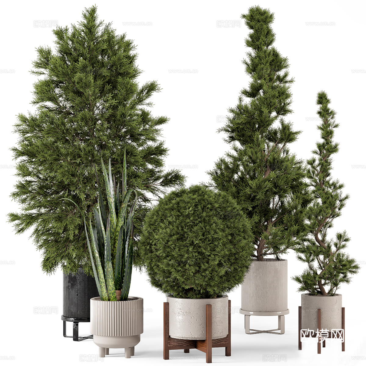 灌木 盆栽 植物3d模型