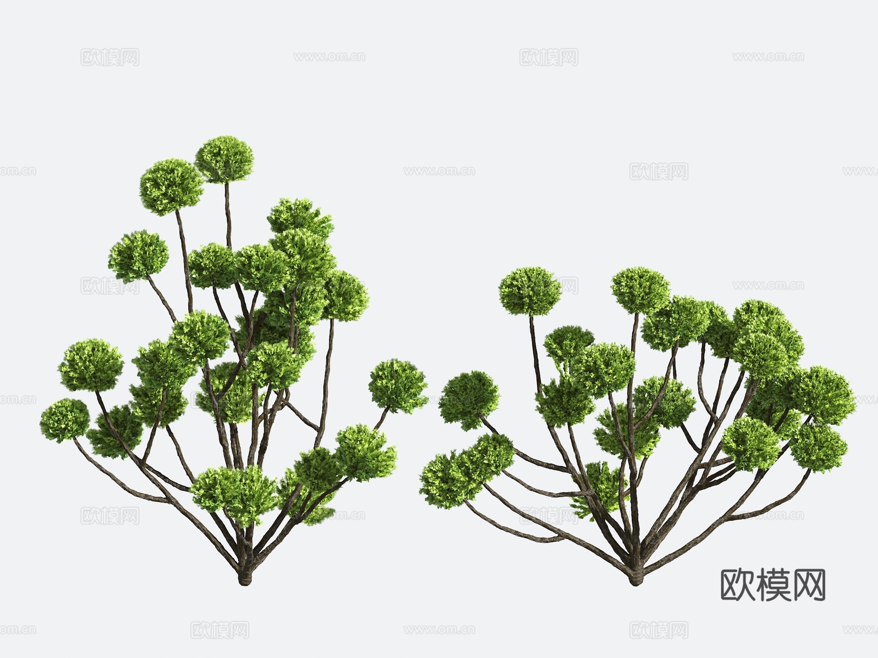 灌木 造型树 园艺3d模型