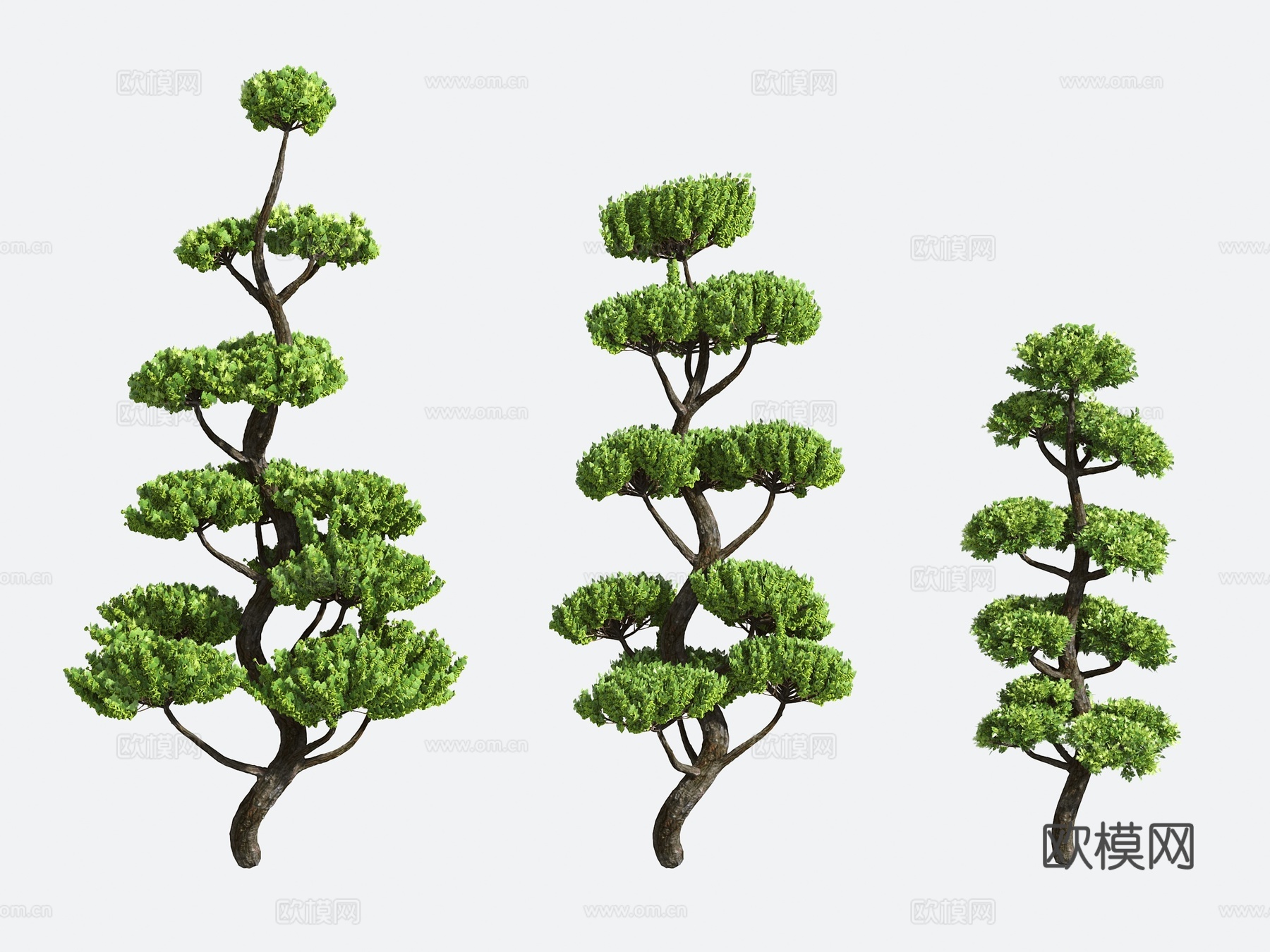 灌木 造型树 园艺3d模型