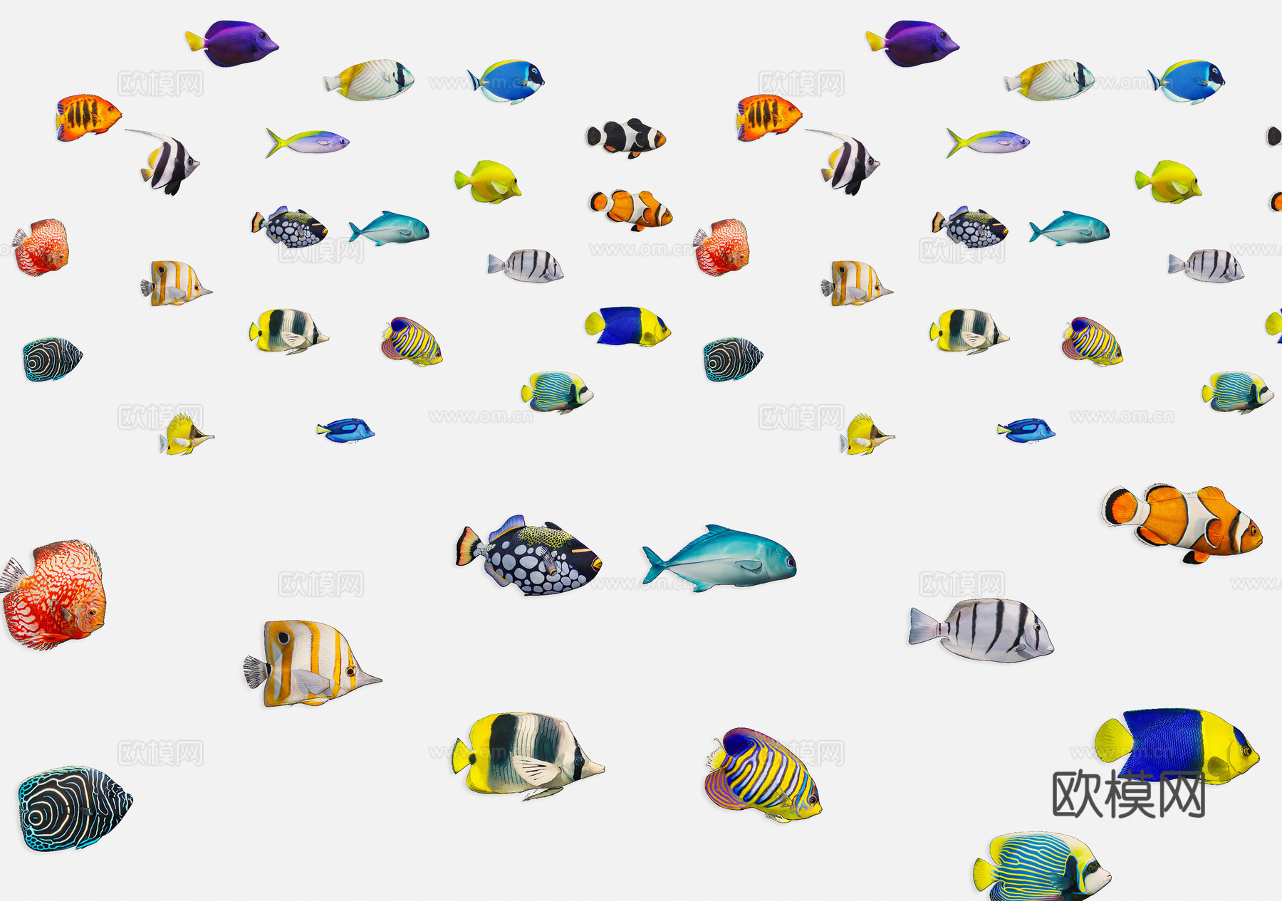 现代水生动物 海鱼带鱼 海洋鱼类 海洋生物金枪鱼旗鱼神仙鱼海su模型