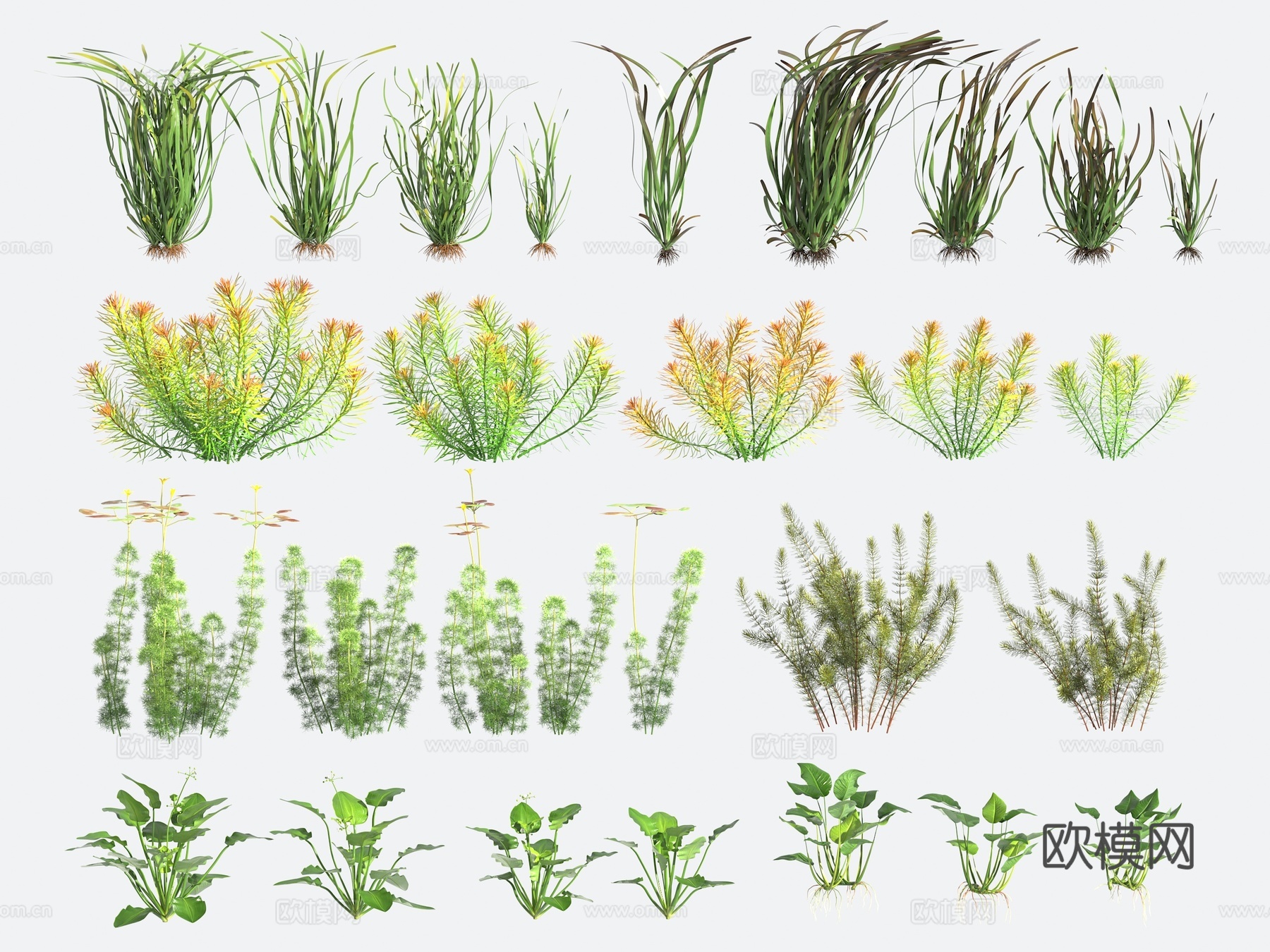 水草 水生植物3d模型