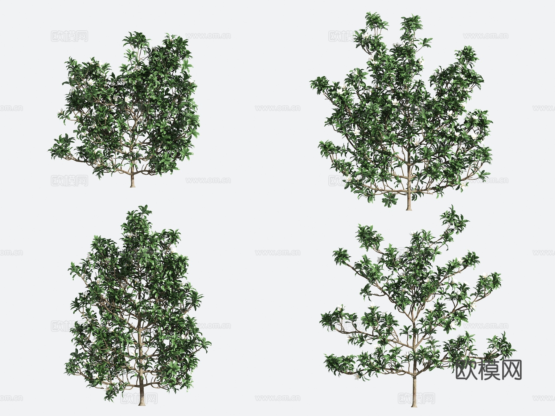 观赏植物 造型树 园艺3d模型