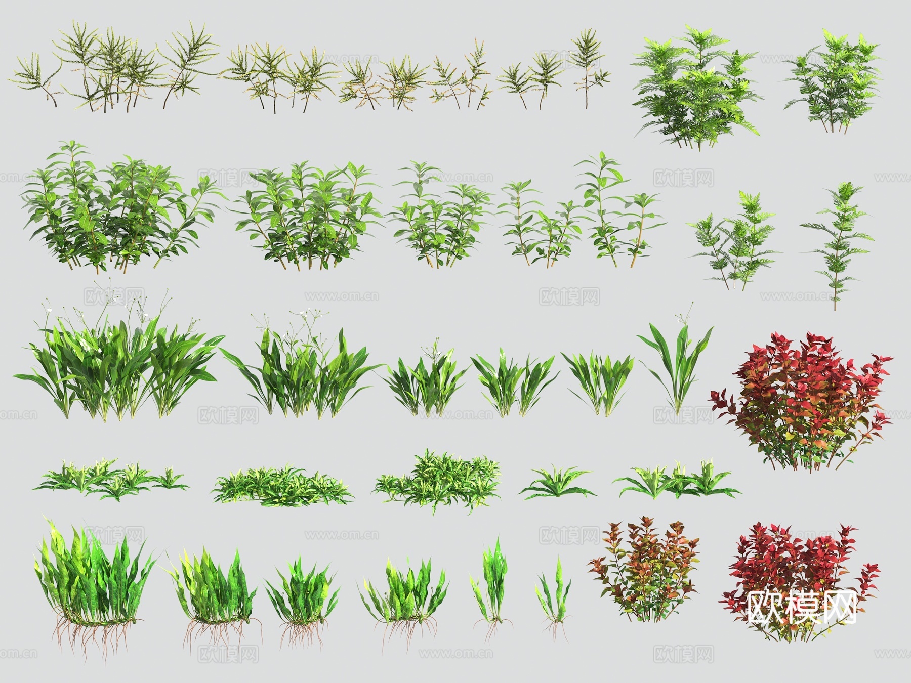 水草 水生植物3d模型