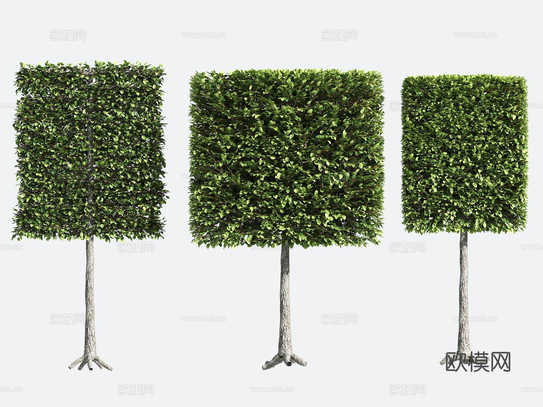 观赏植物 造型树 园艺3d模型