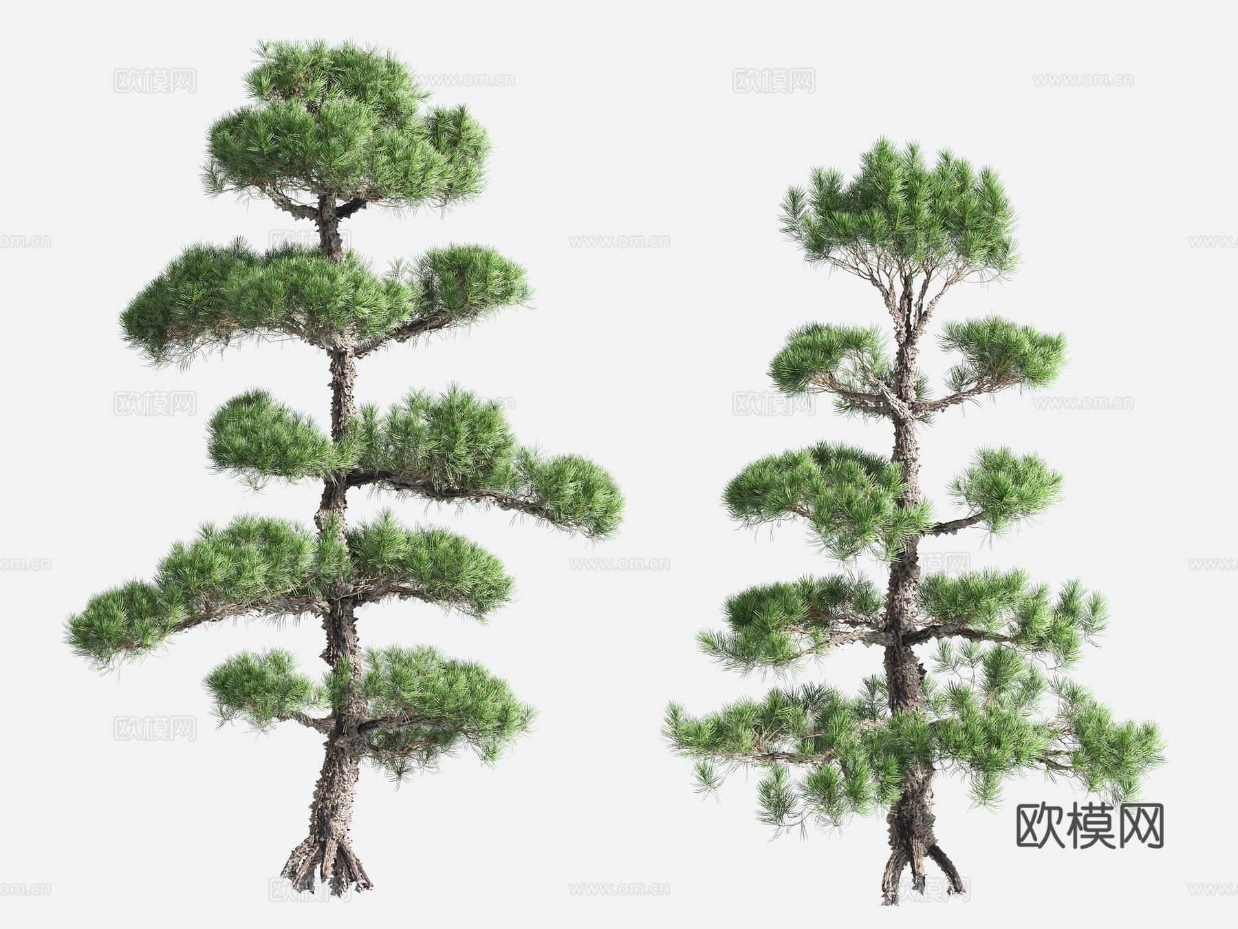 观赏植物 造型树 园艺3d模型